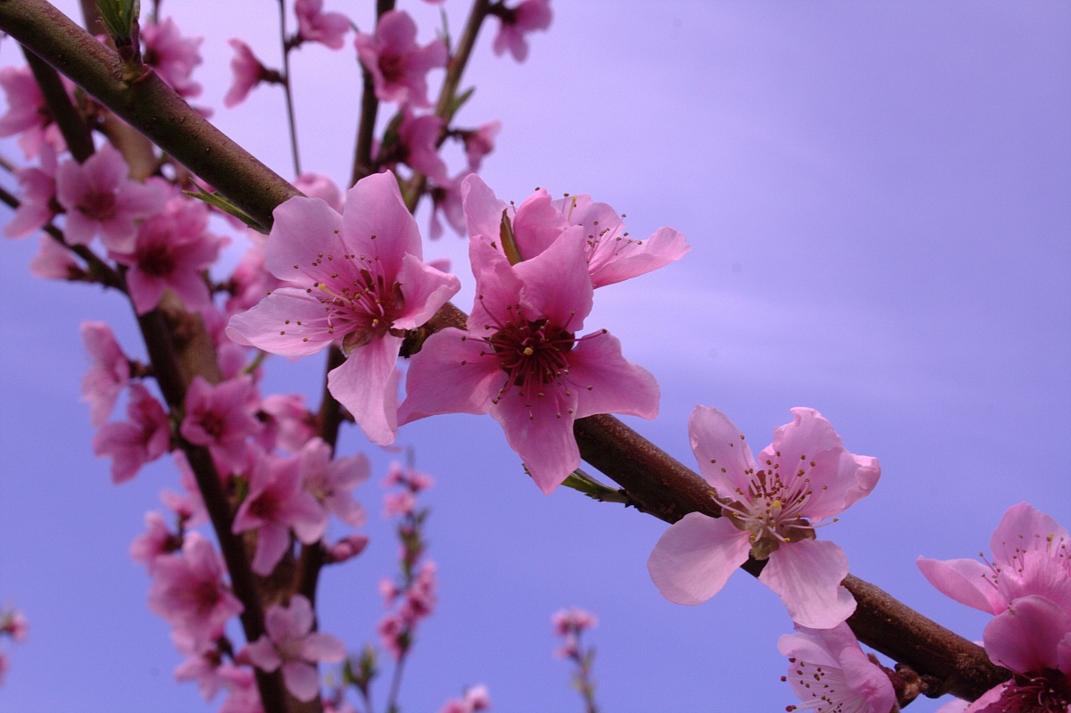 fiore rosa fiore di pesco stasera esco