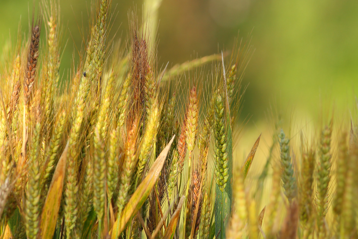 The colors of the grain