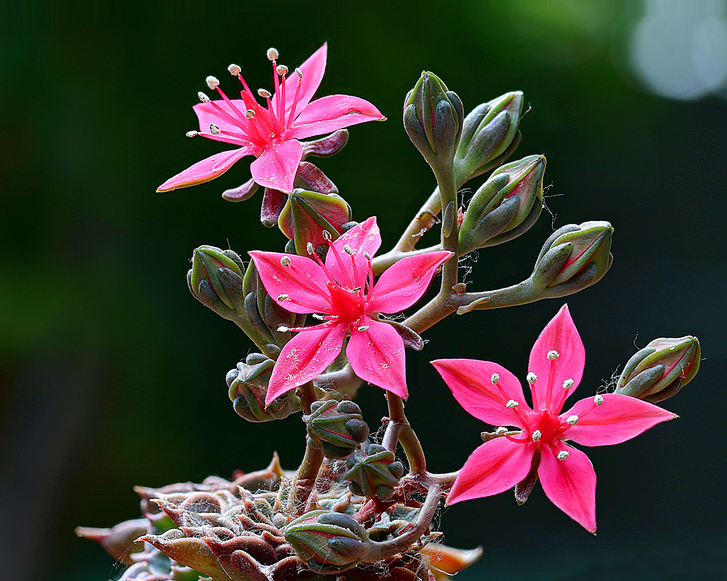 Graptopetalum bellum