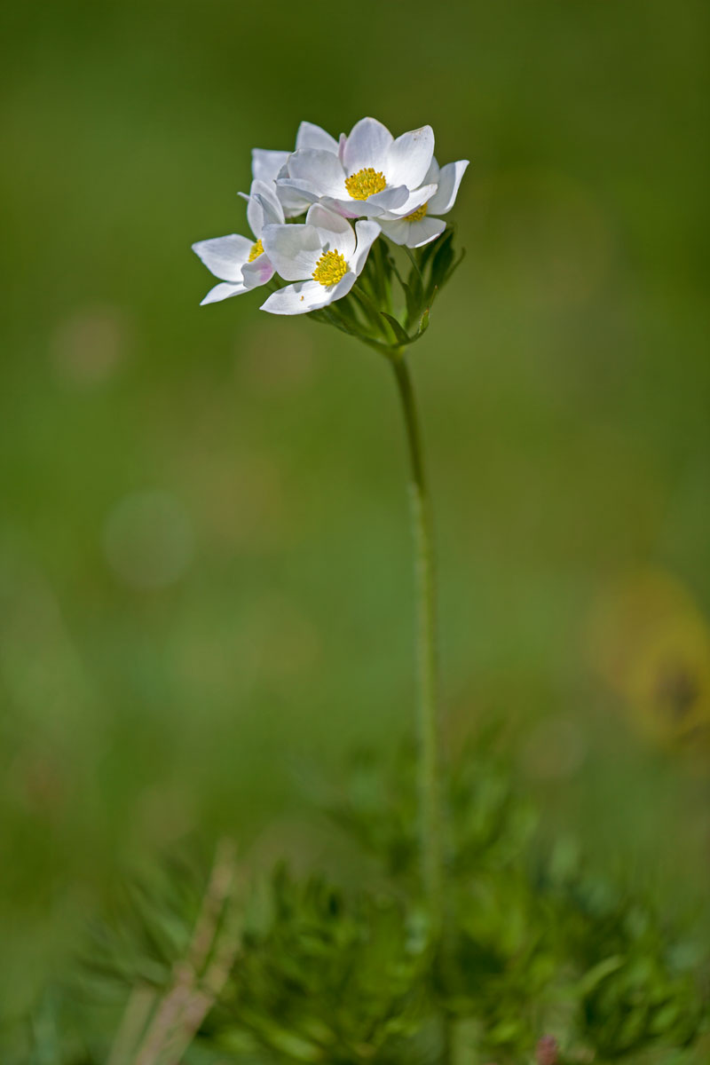 Anemone narcissiflora