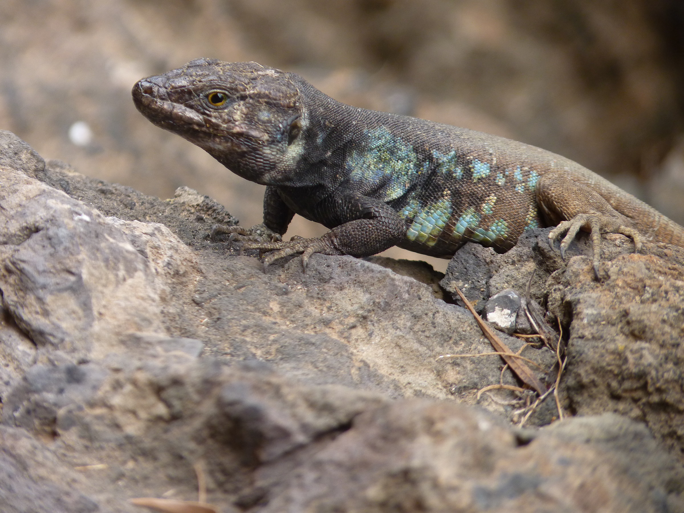 the wonderful Tenerife / Canary lizards