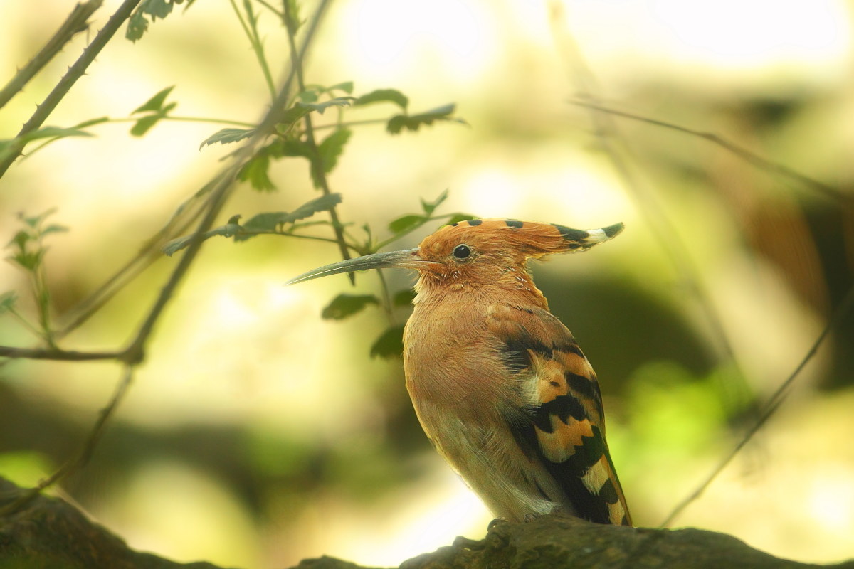 Hoopoe