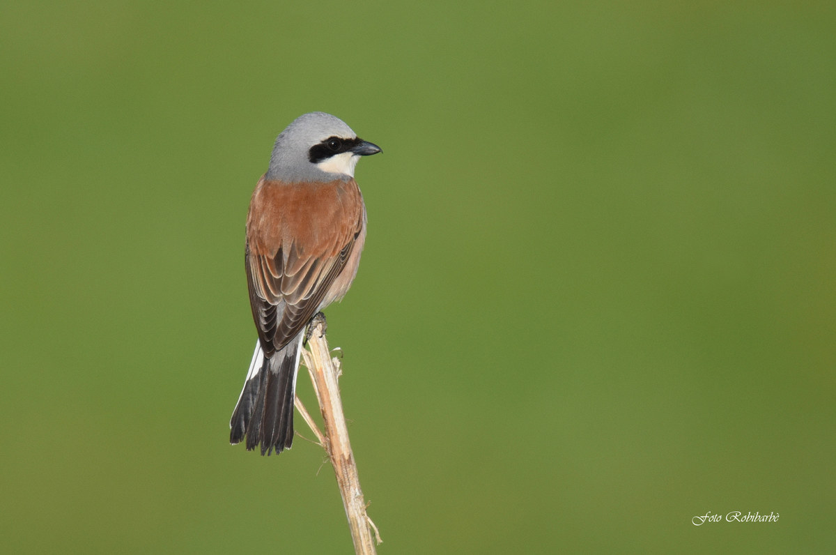Bentornata.. Averla....