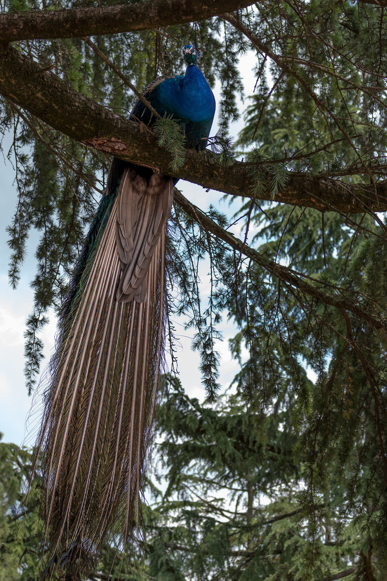 Peacock Curious to Cornelle