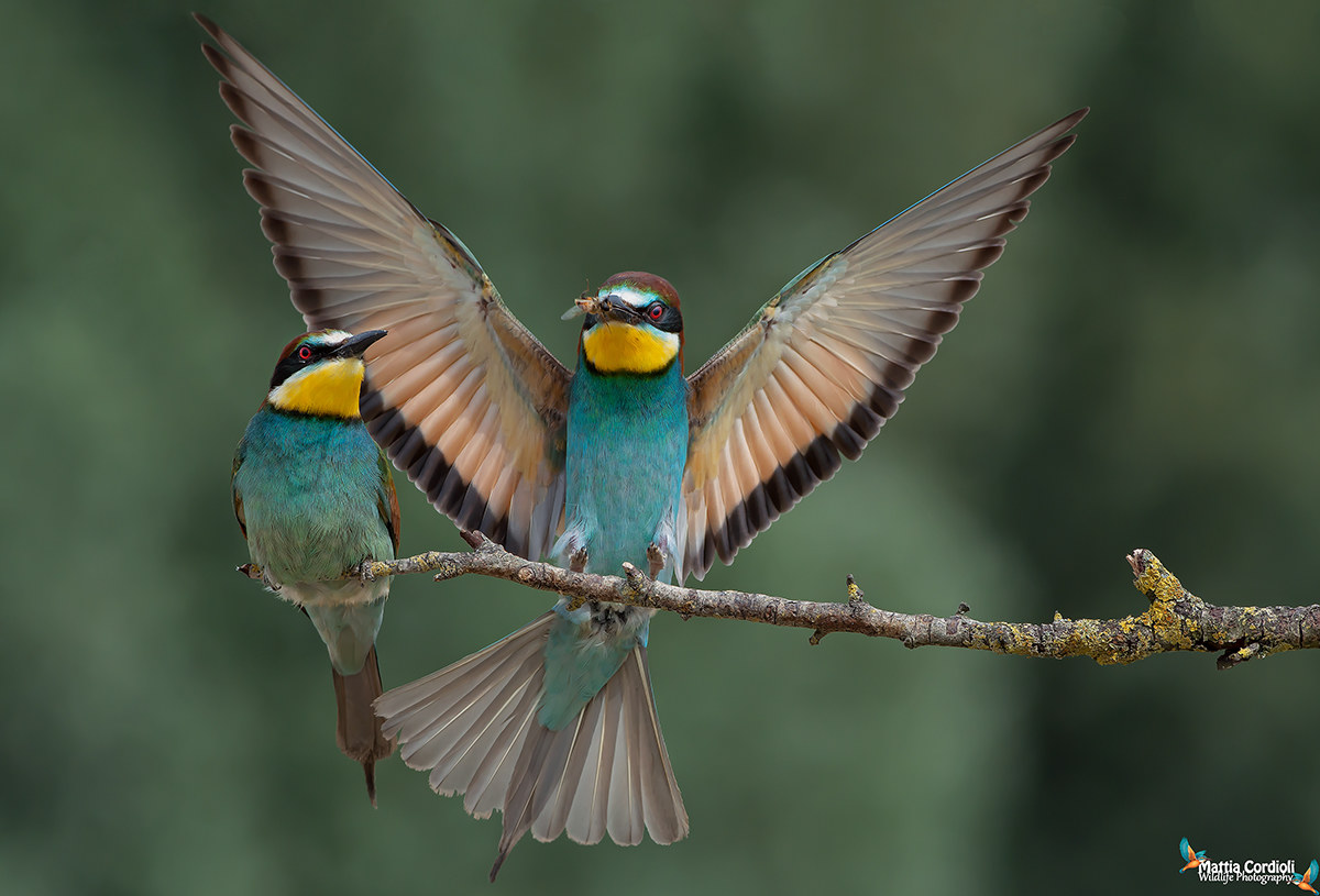 Landing with prey ...