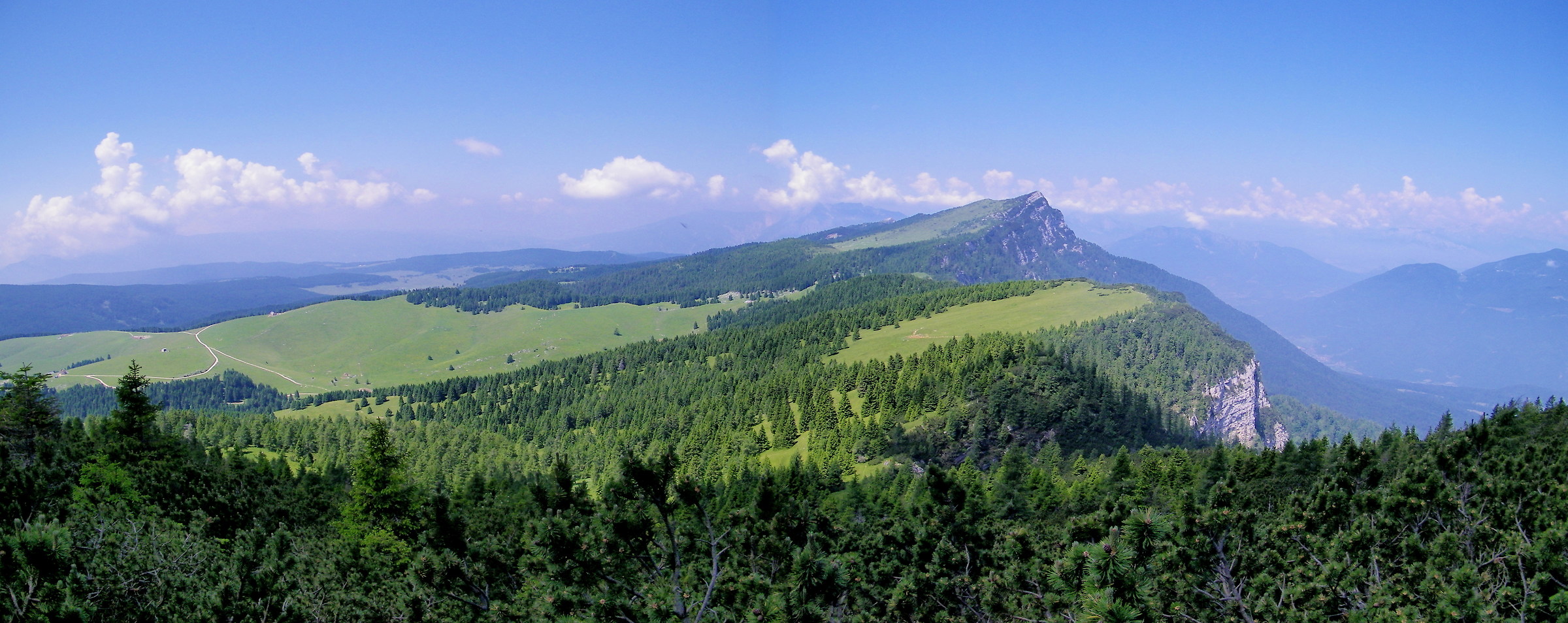 Larches from top view