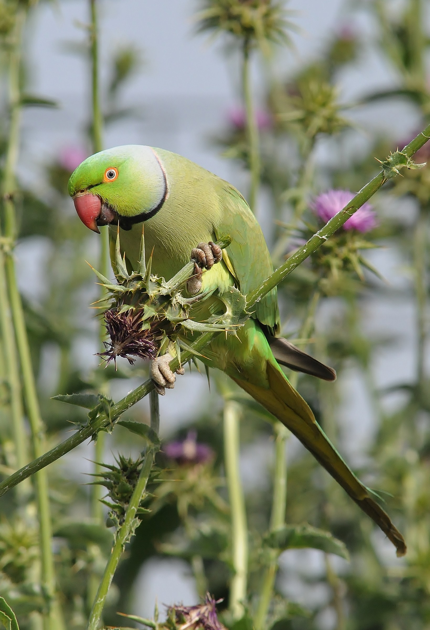 Ringed Parakeet