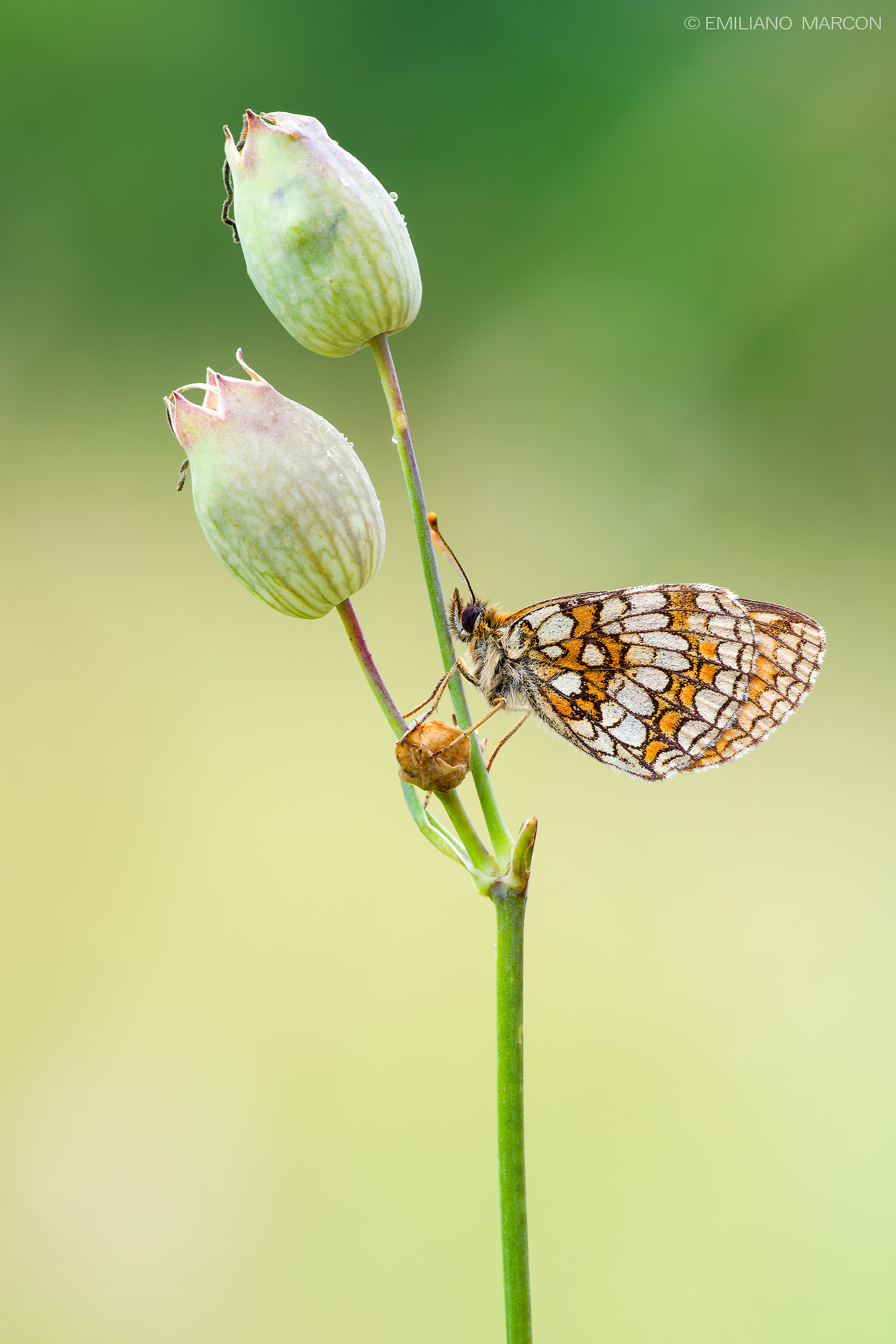 Melitaea Athalia