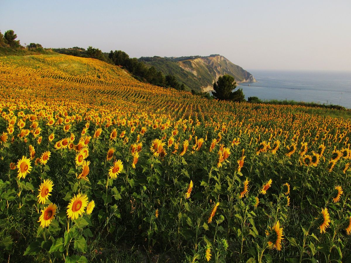 monte conero e girasoli