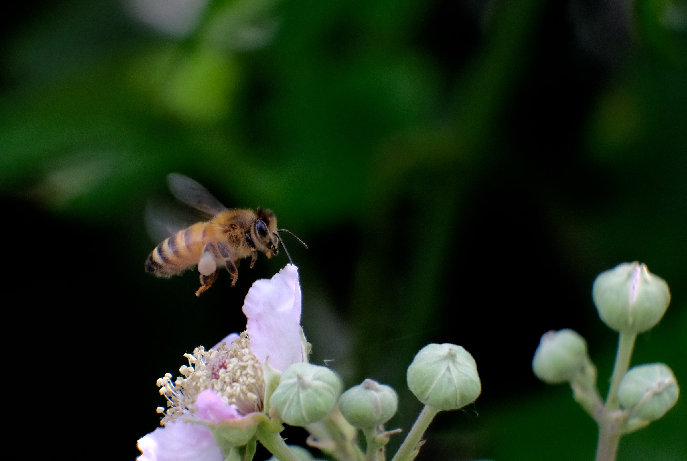 From flower to flower