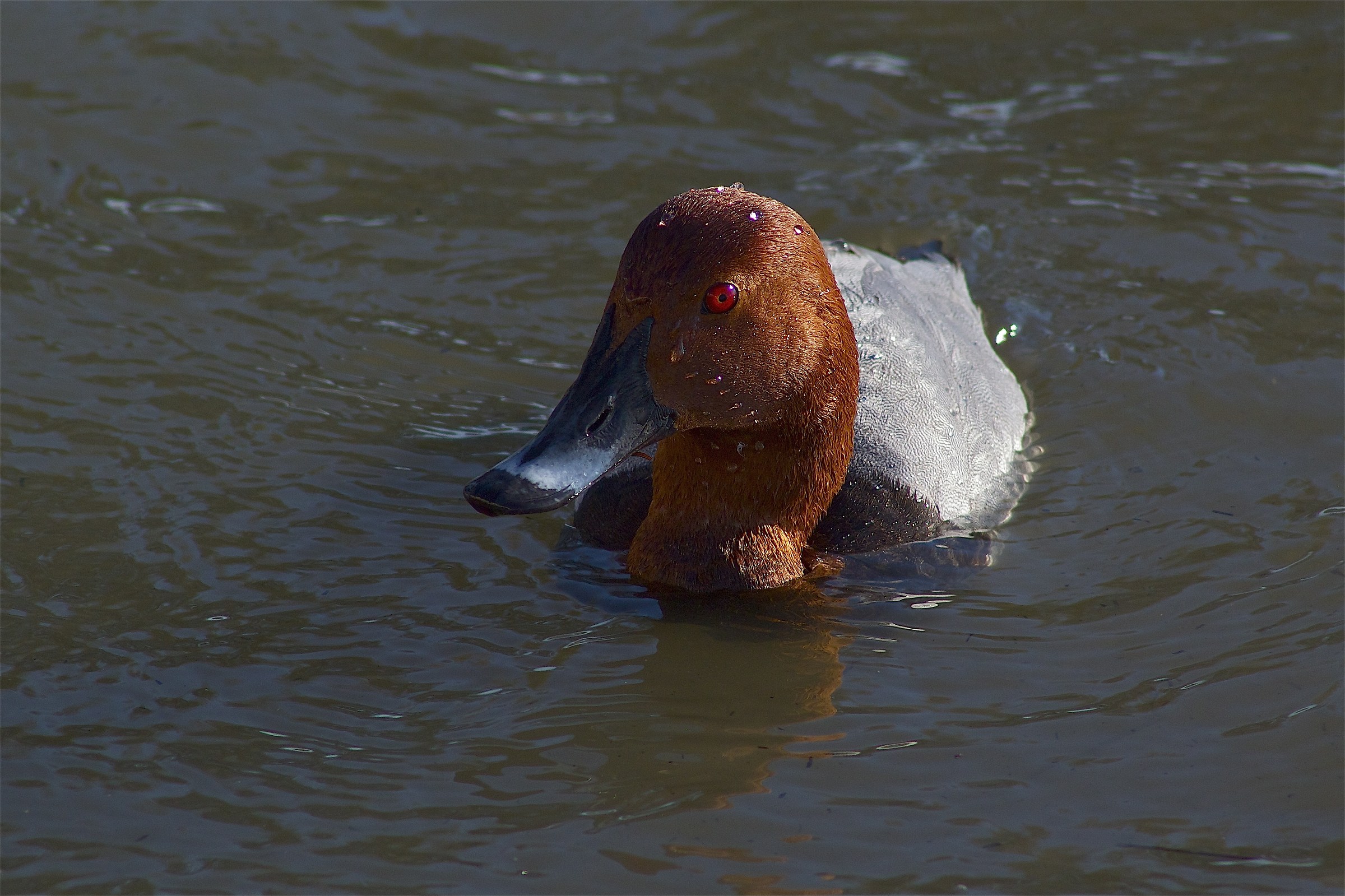 pochard