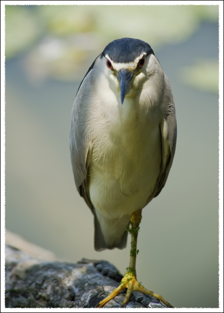 Night Heron