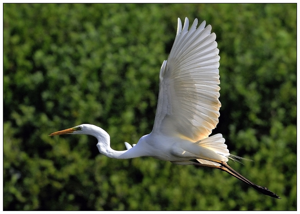 Great White Egret