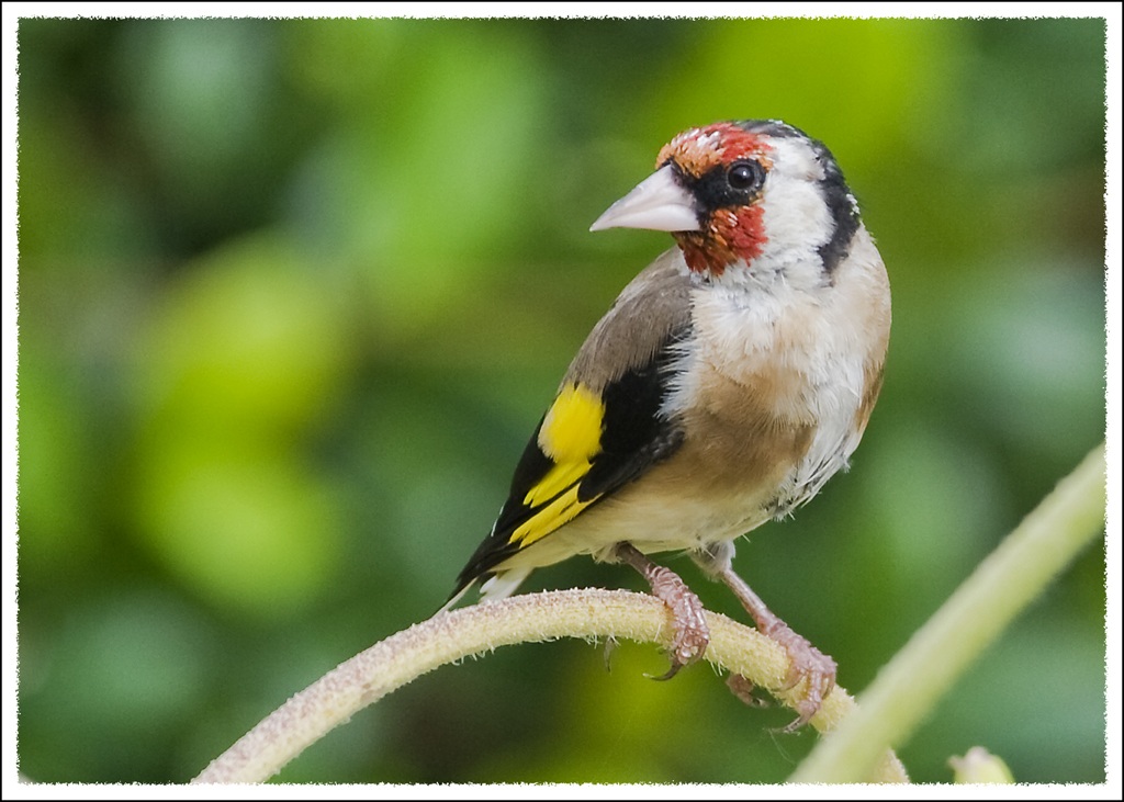 goldfinch