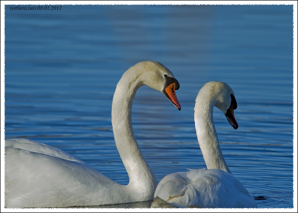 swans
