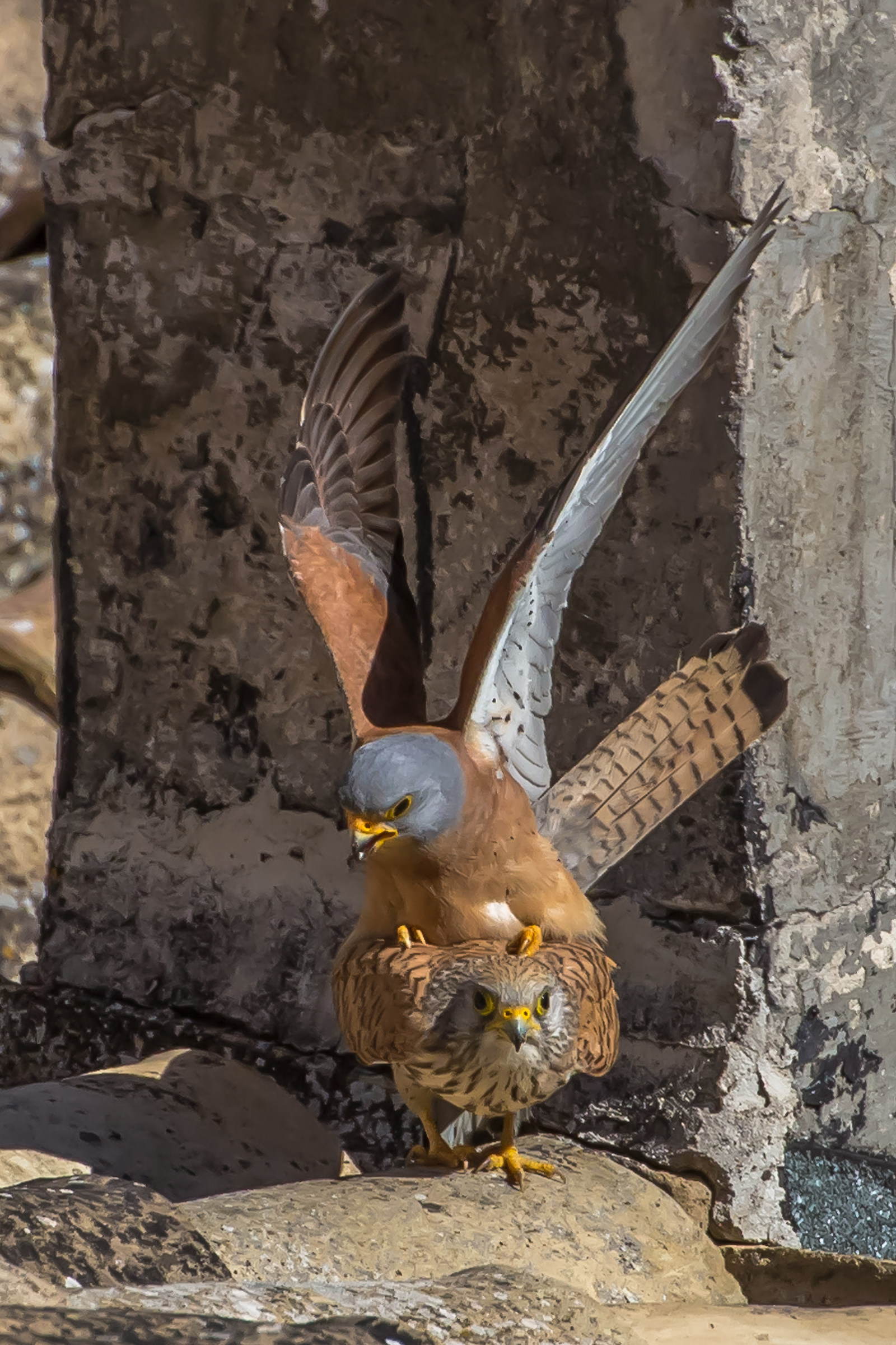 lesser kestrel