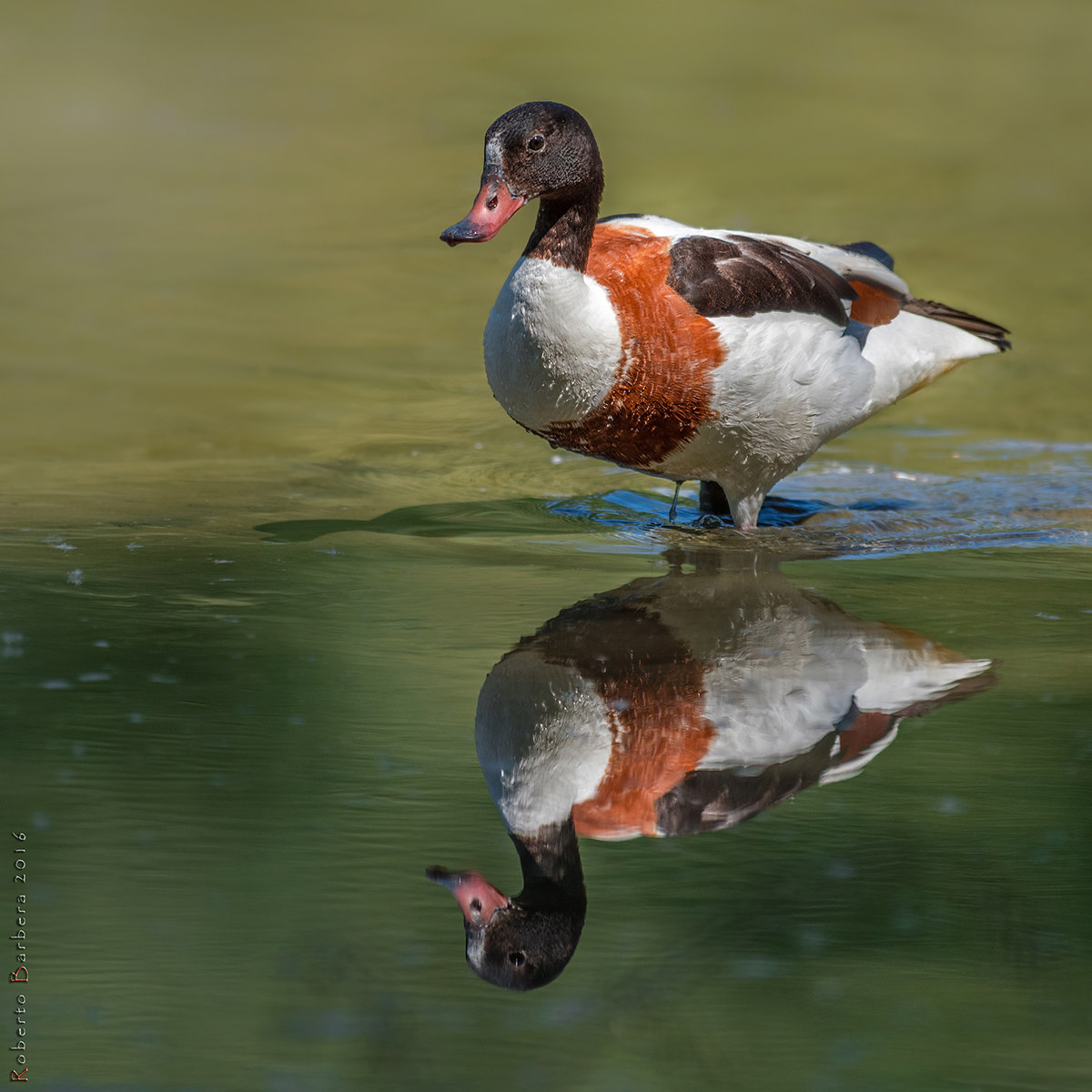 Volpoca (Tardona tardona)