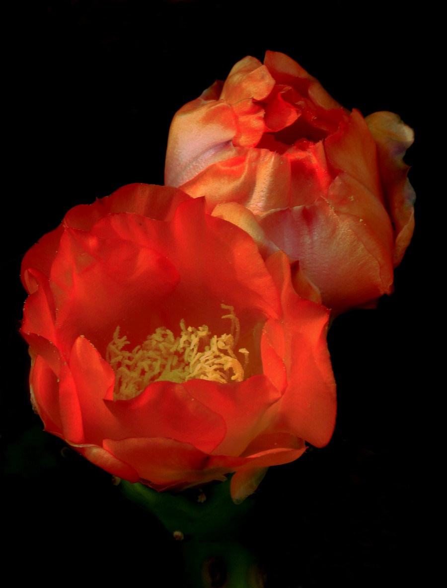 Fiori di fico d'india