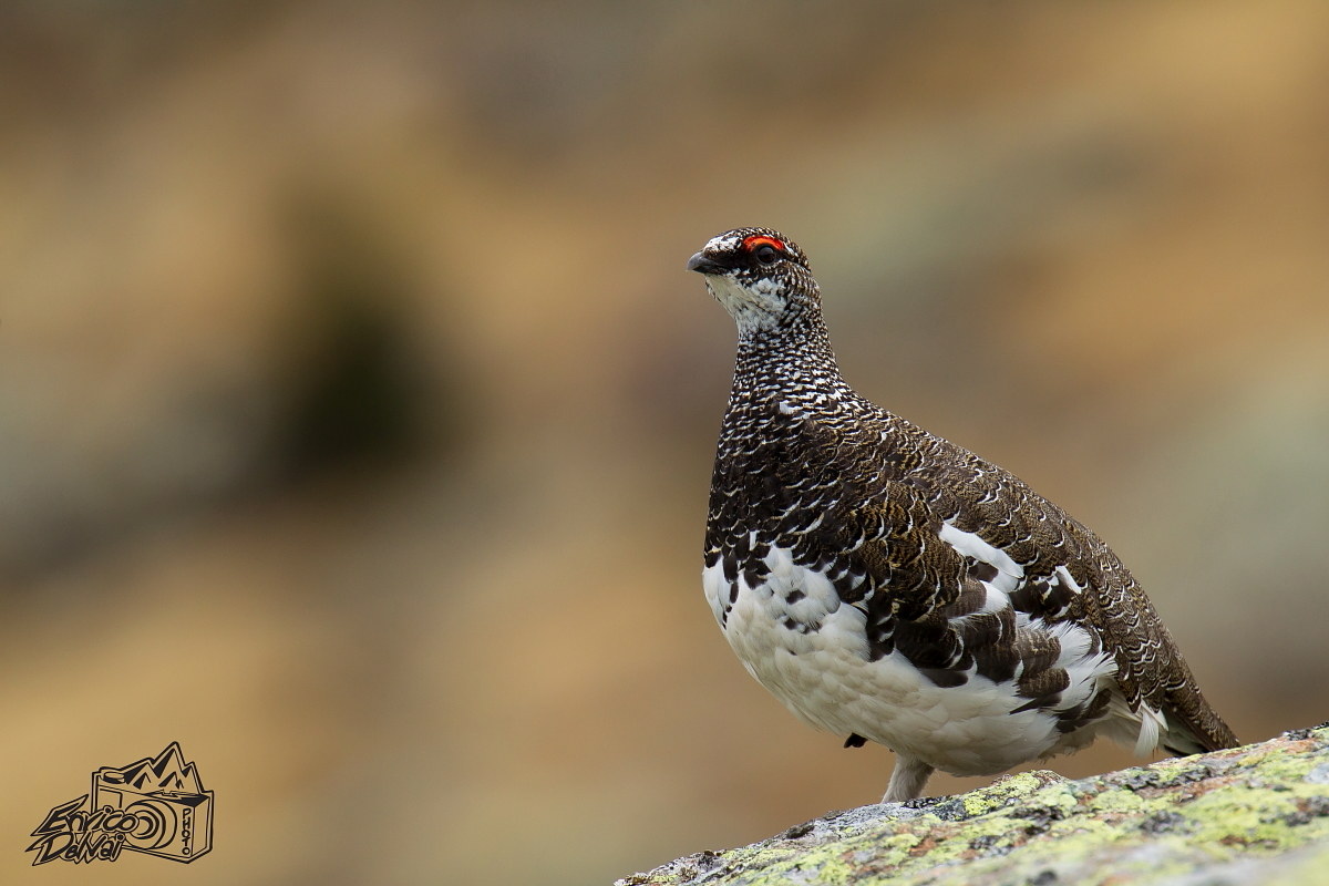 The beauty of ptarmigan ...