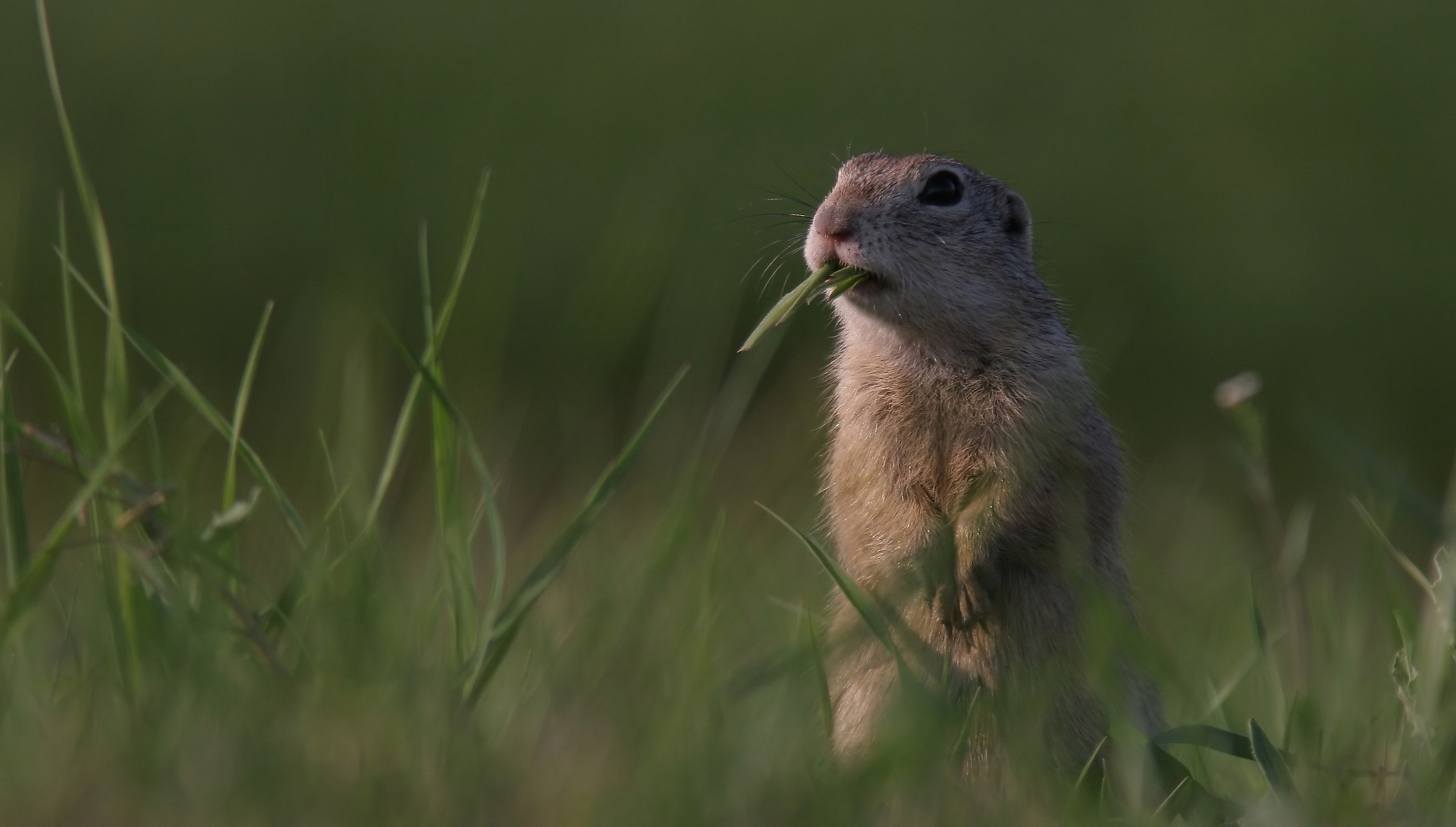ground squirrel breakfast