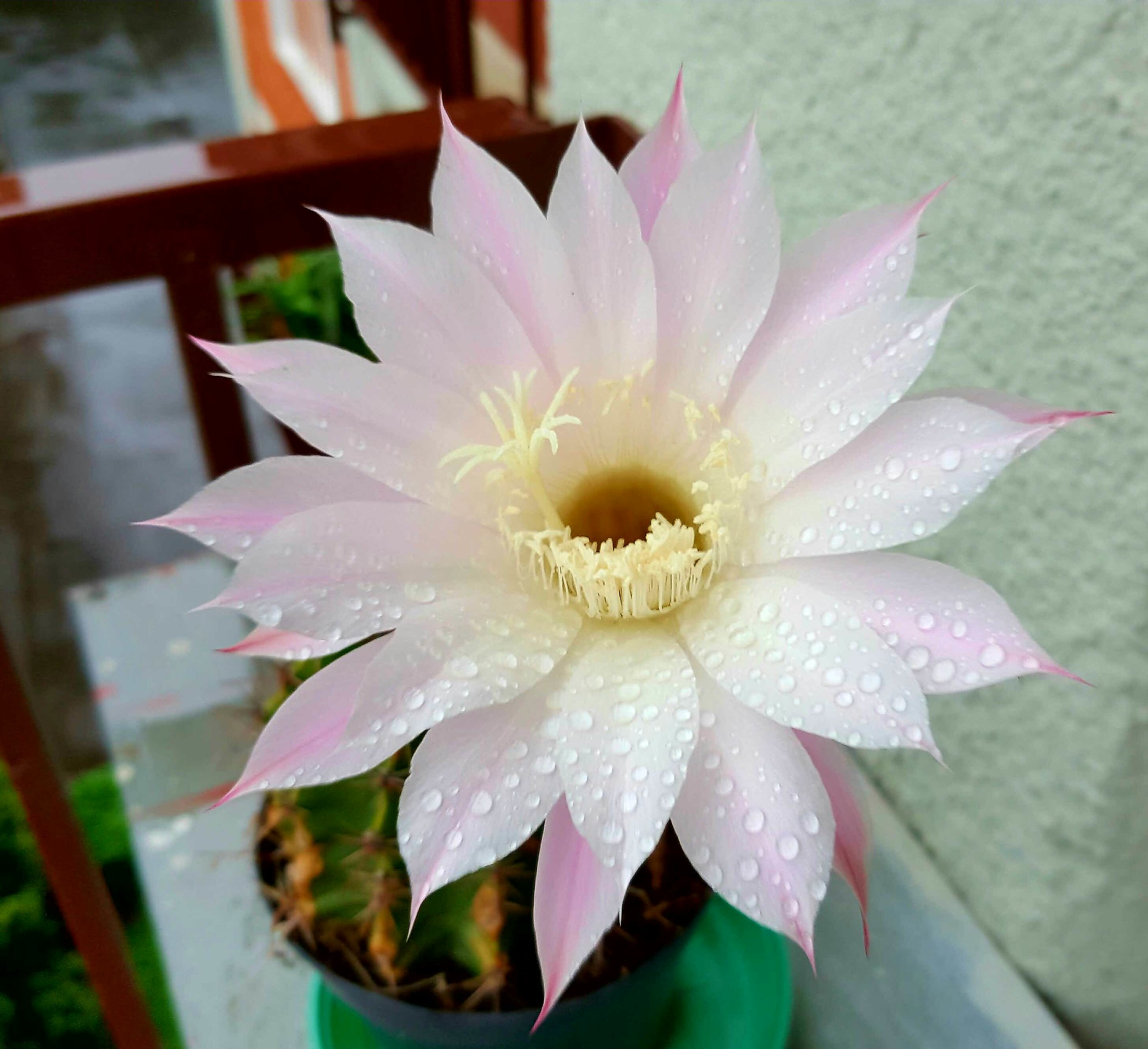 Goccioline sui petali