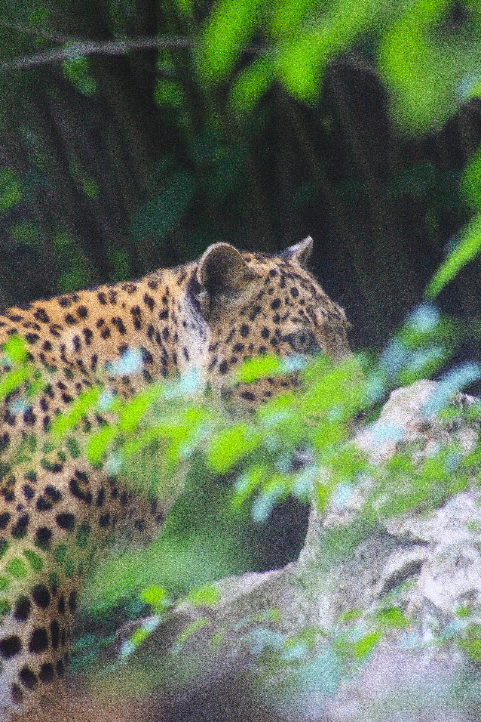 leopardo
