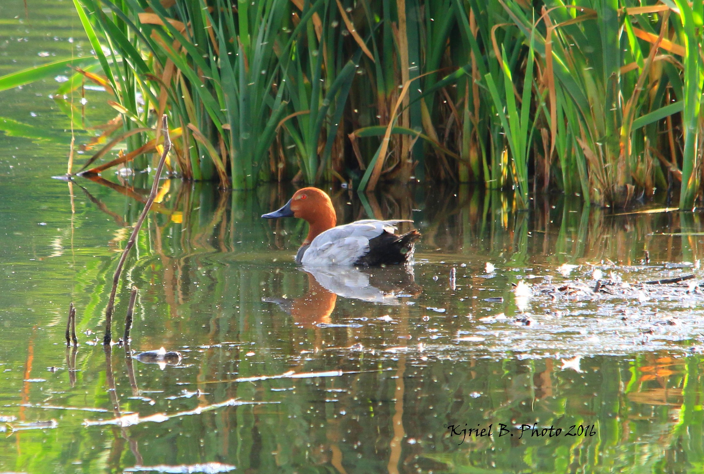 pochard