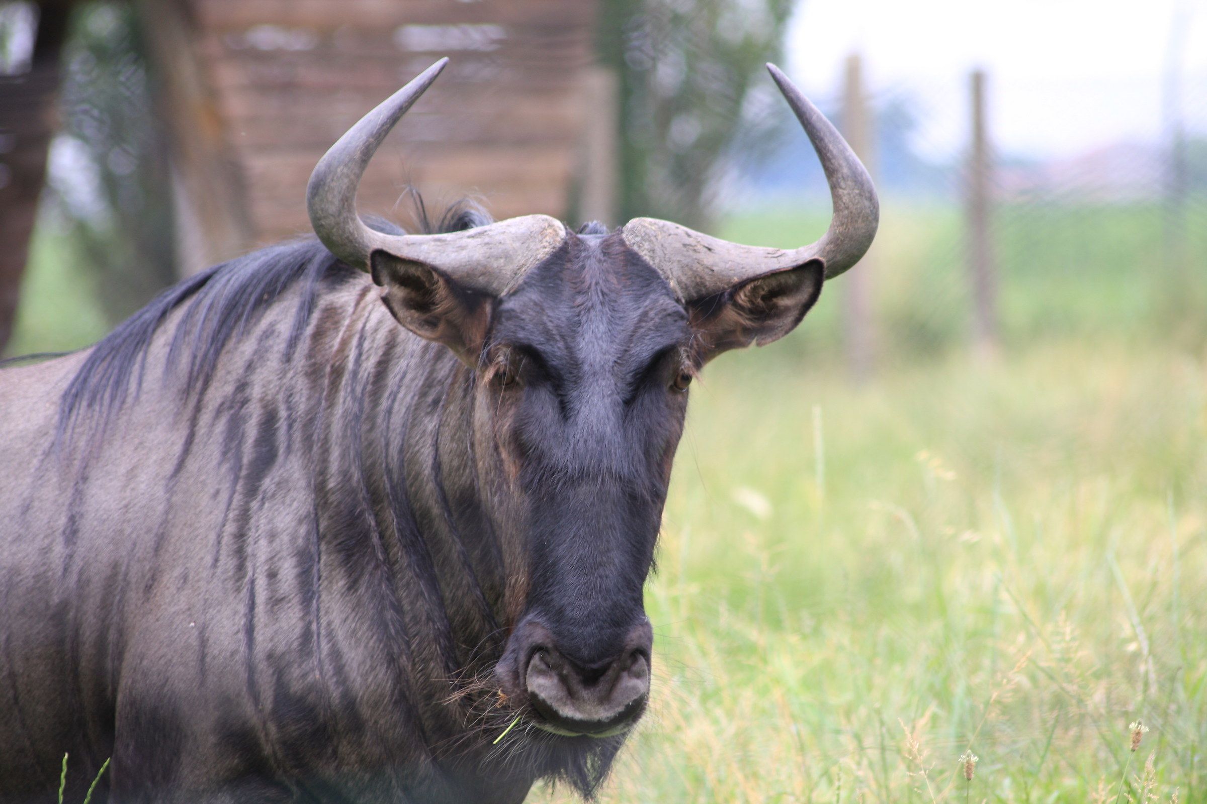 gnu