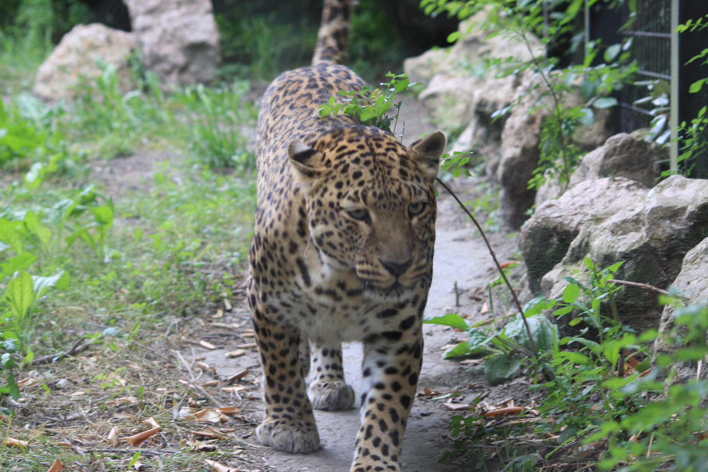 leopardo