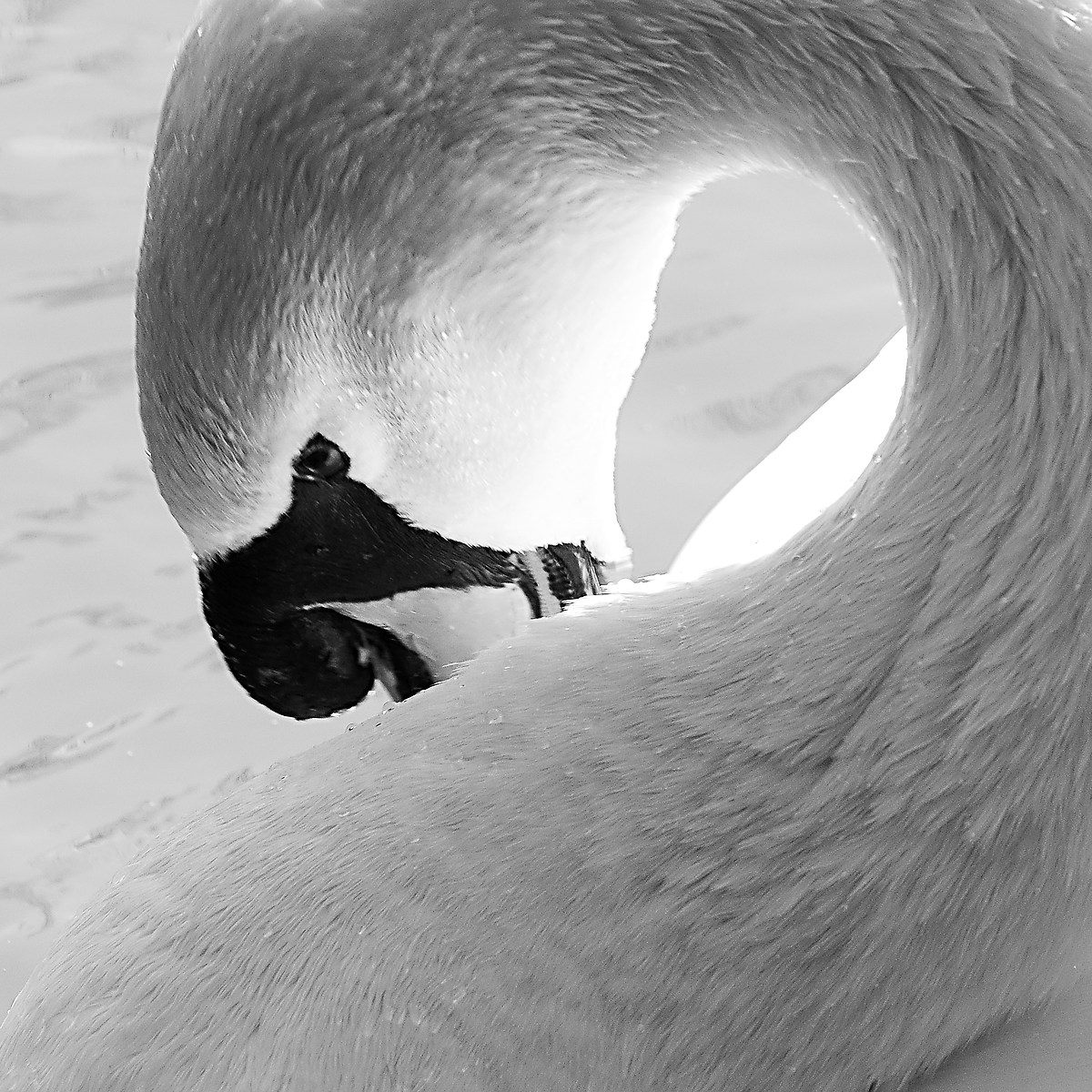 swan
