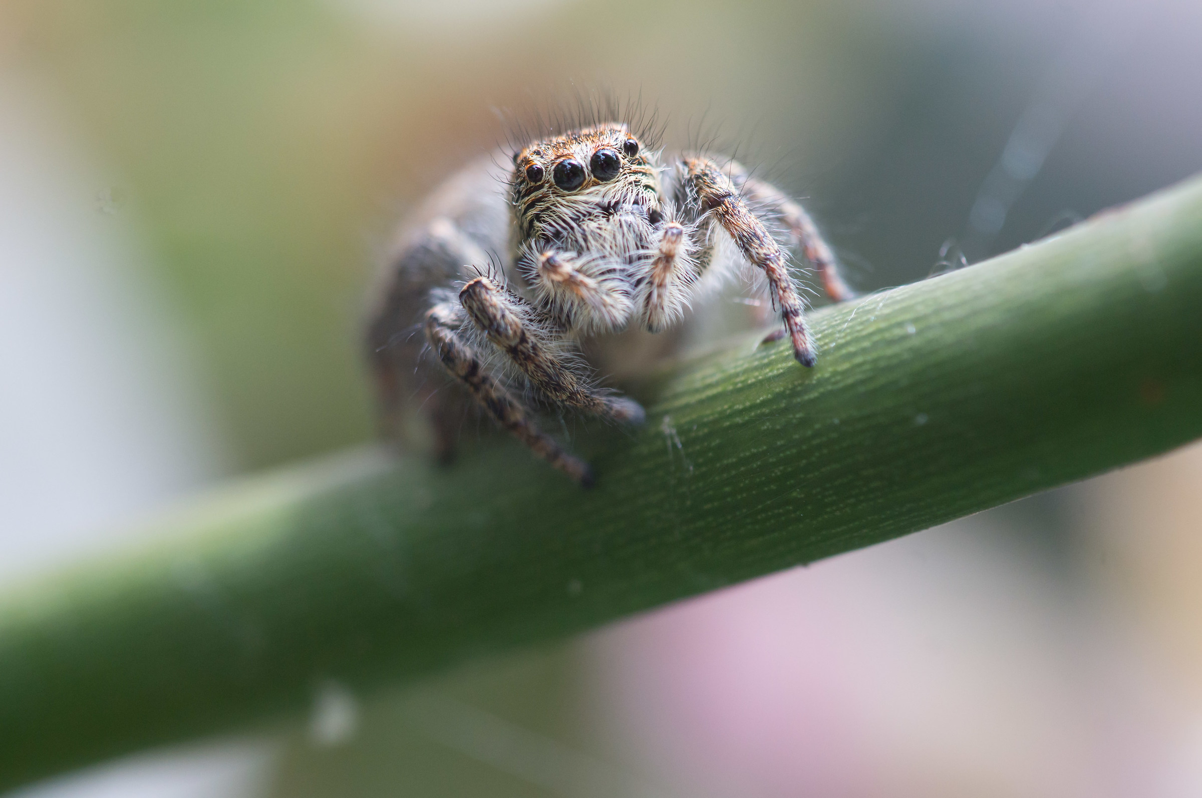 I jump on him !! Grr ..