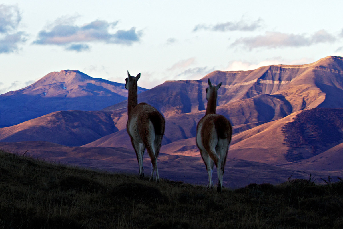 Guanachi, Parco Nazionale Torres del Paine