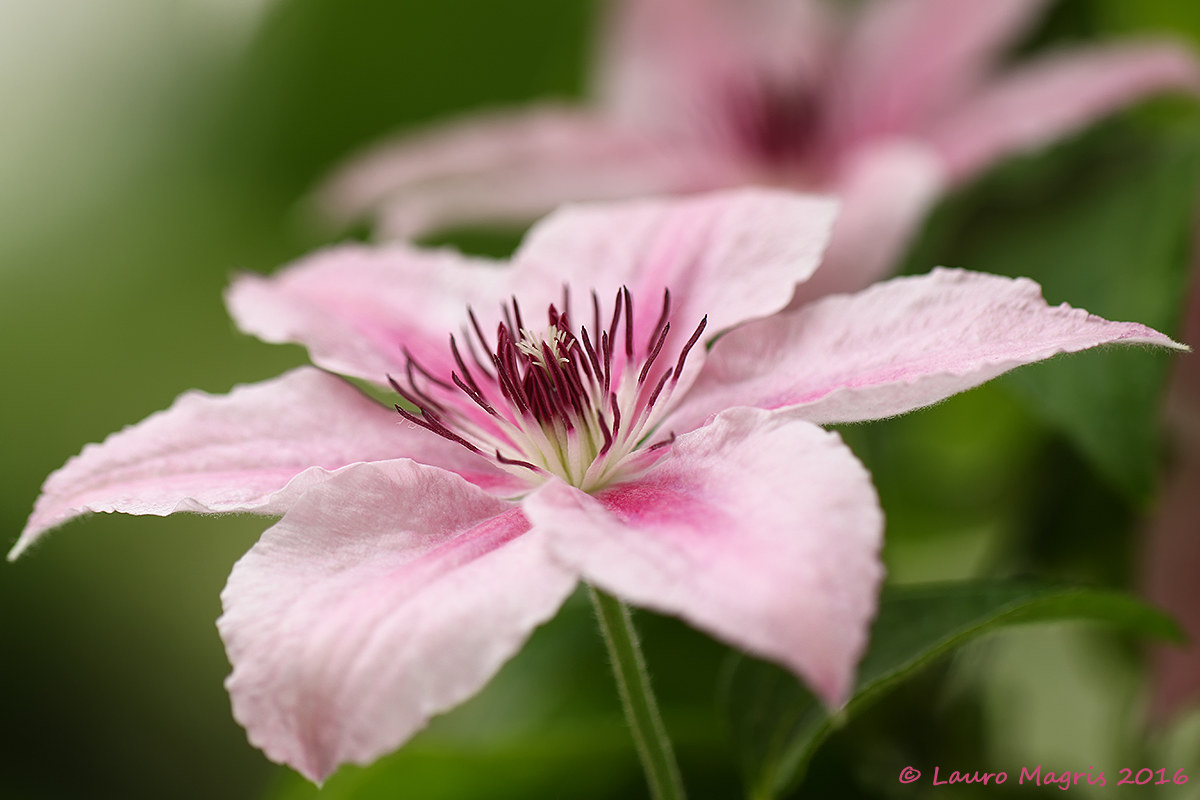 Clematis