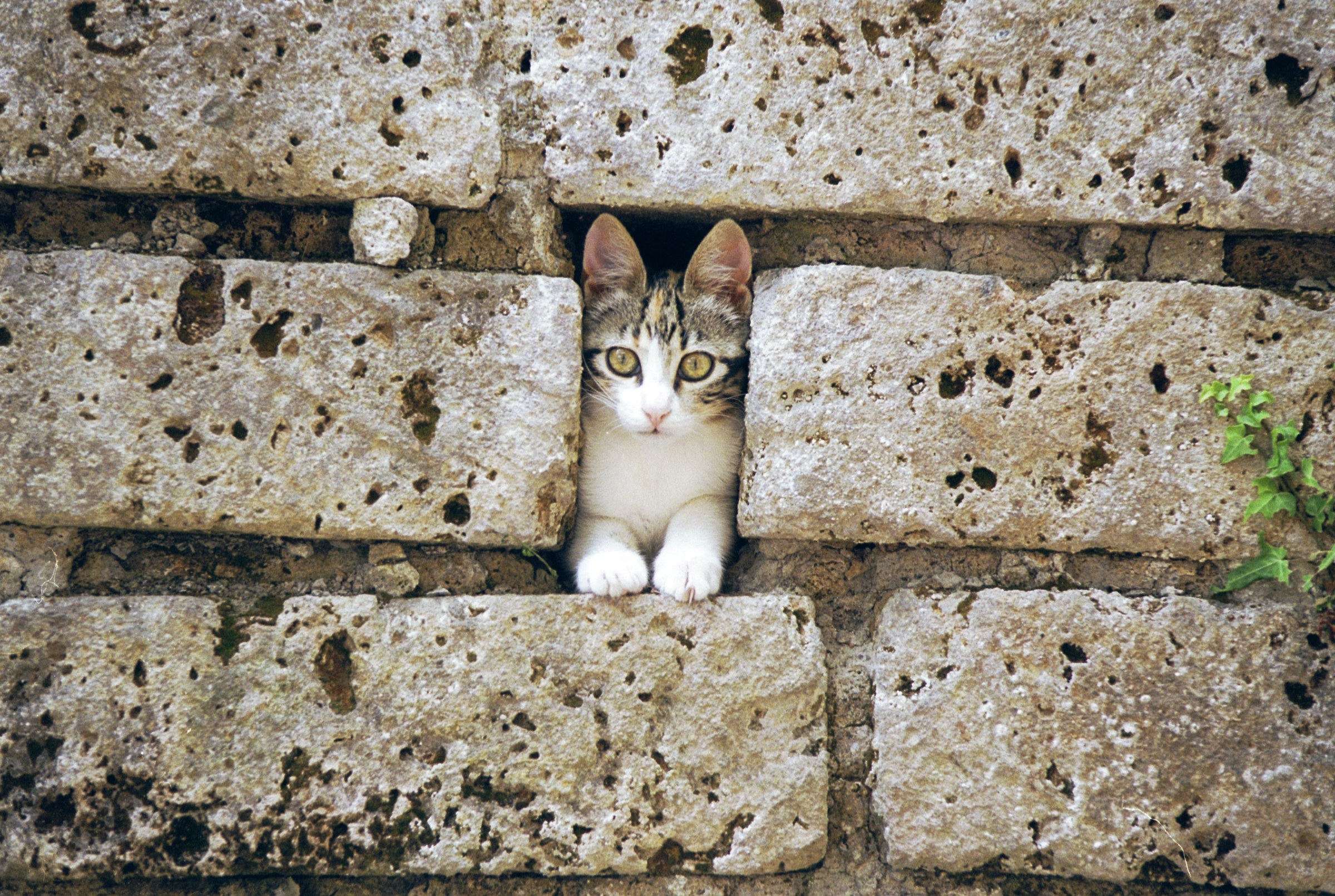 ..fra le antiche mura...