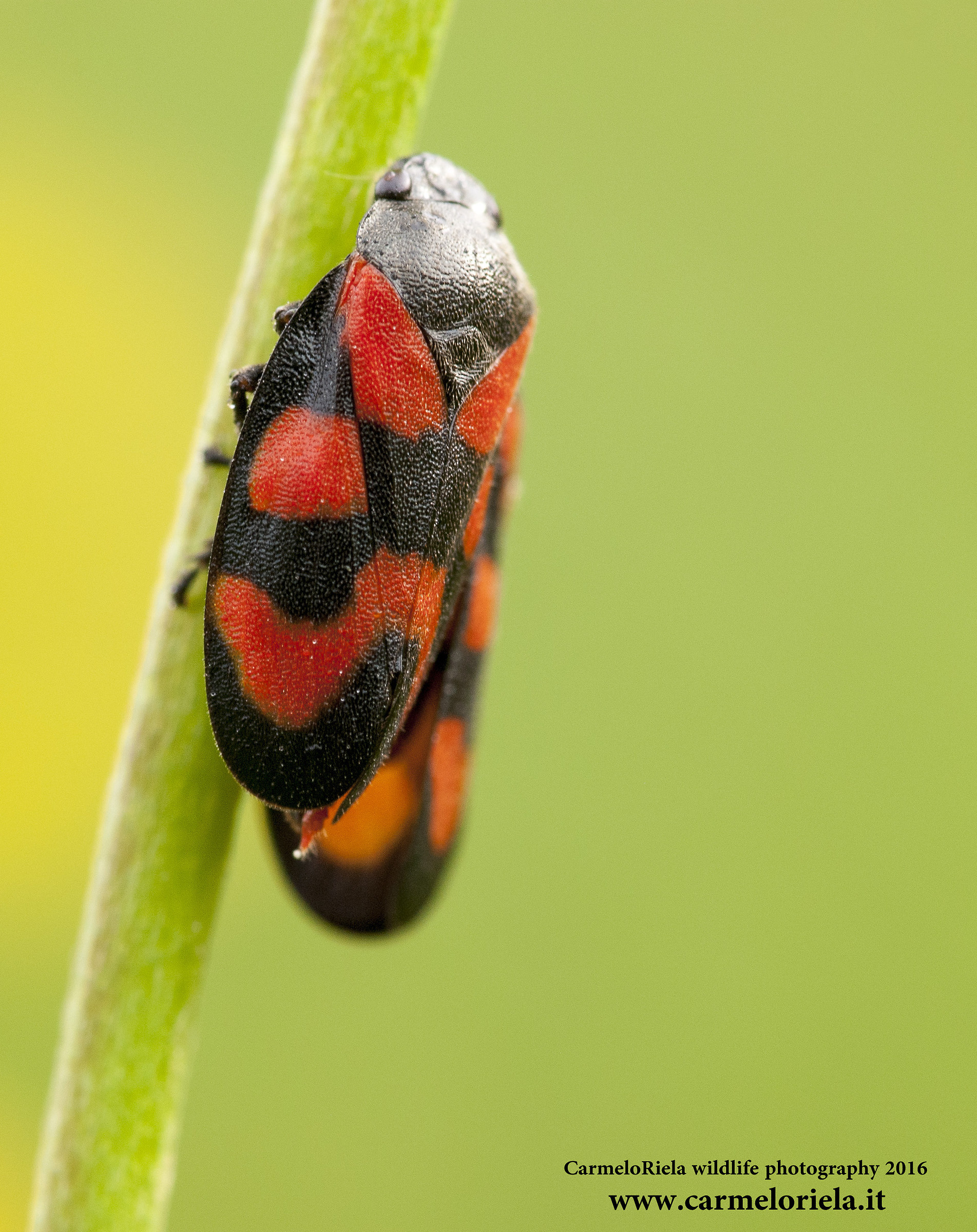 Sputacchina (Cercopis vulnerata).