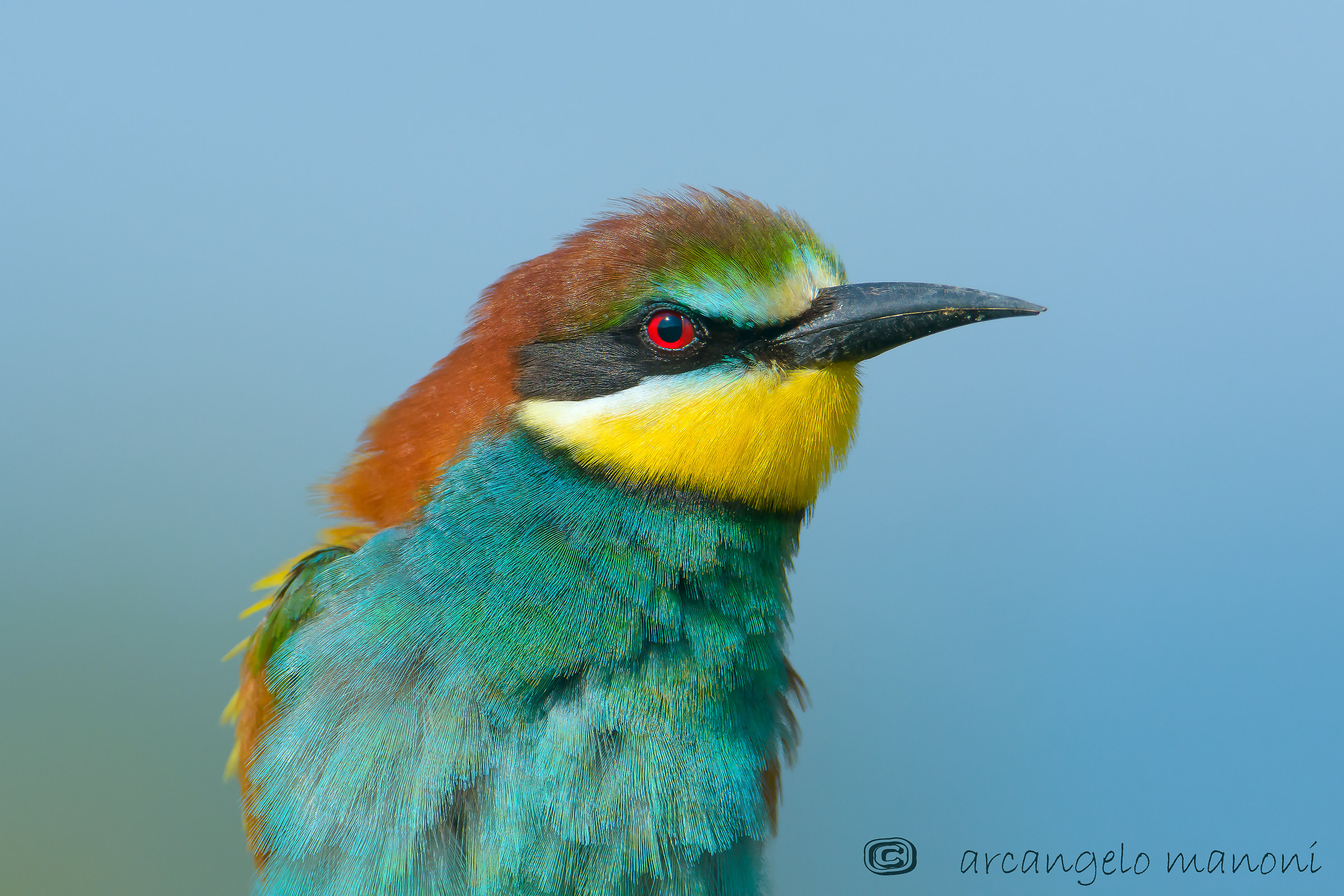 Ritratto al gruccione