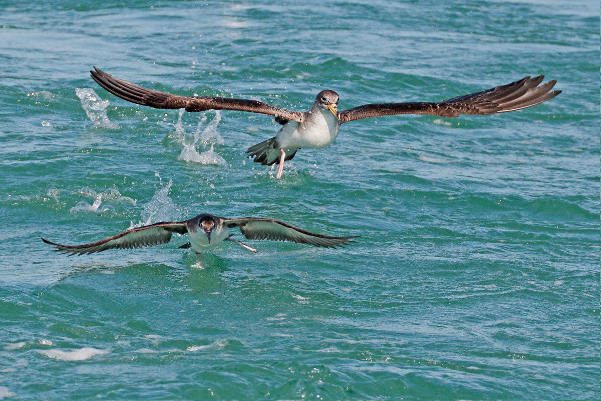 Berta - major and minor