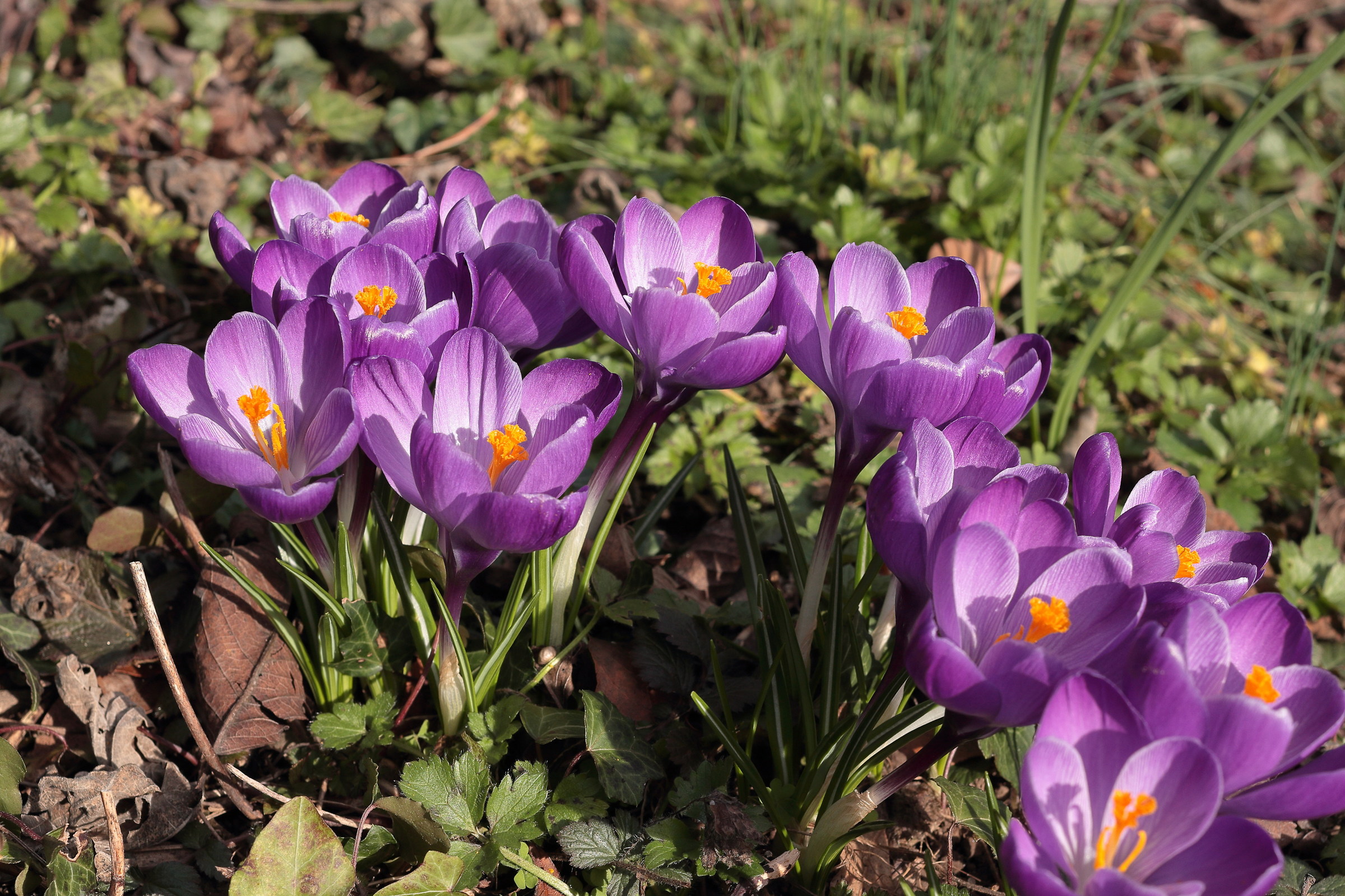 crocuses