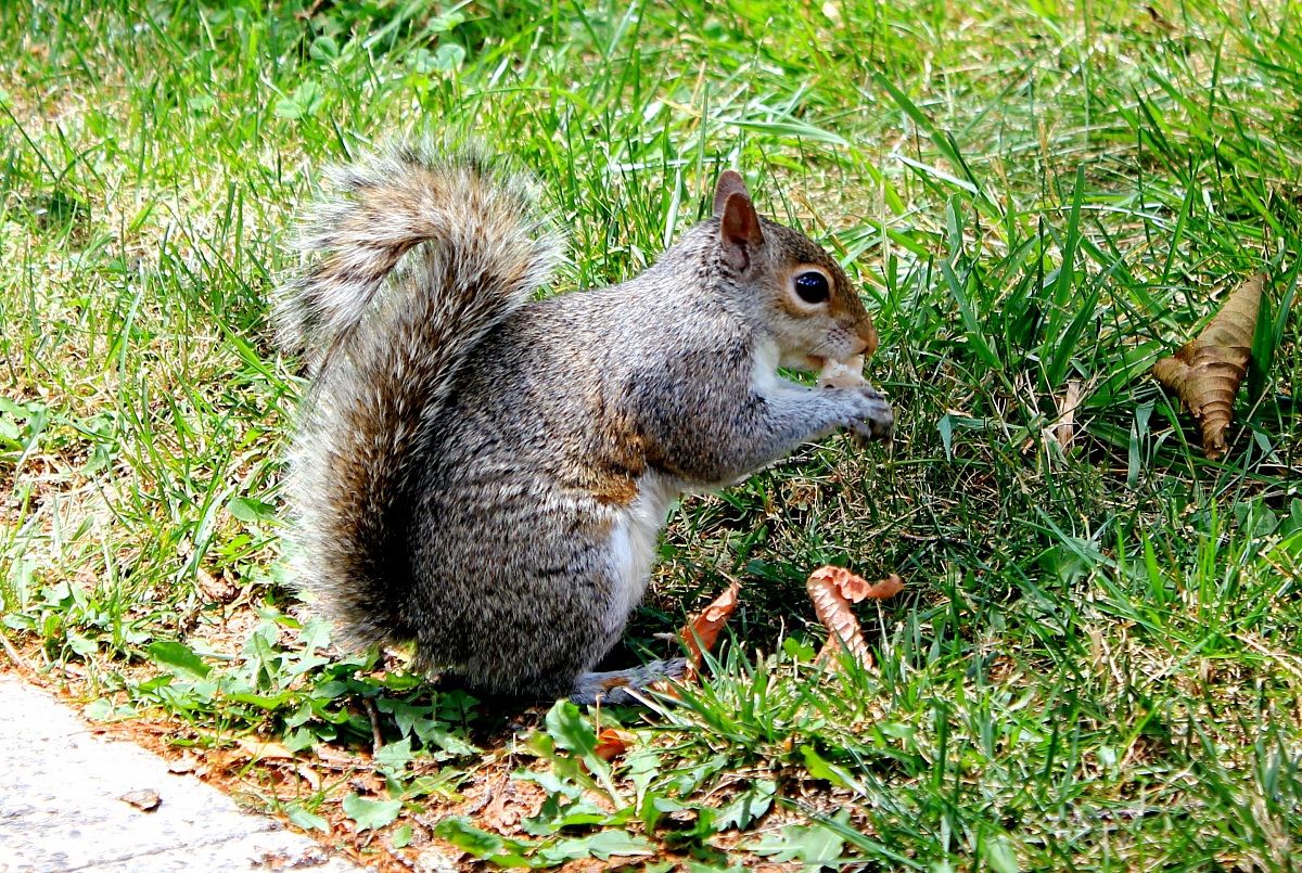 Squirrel in Washington