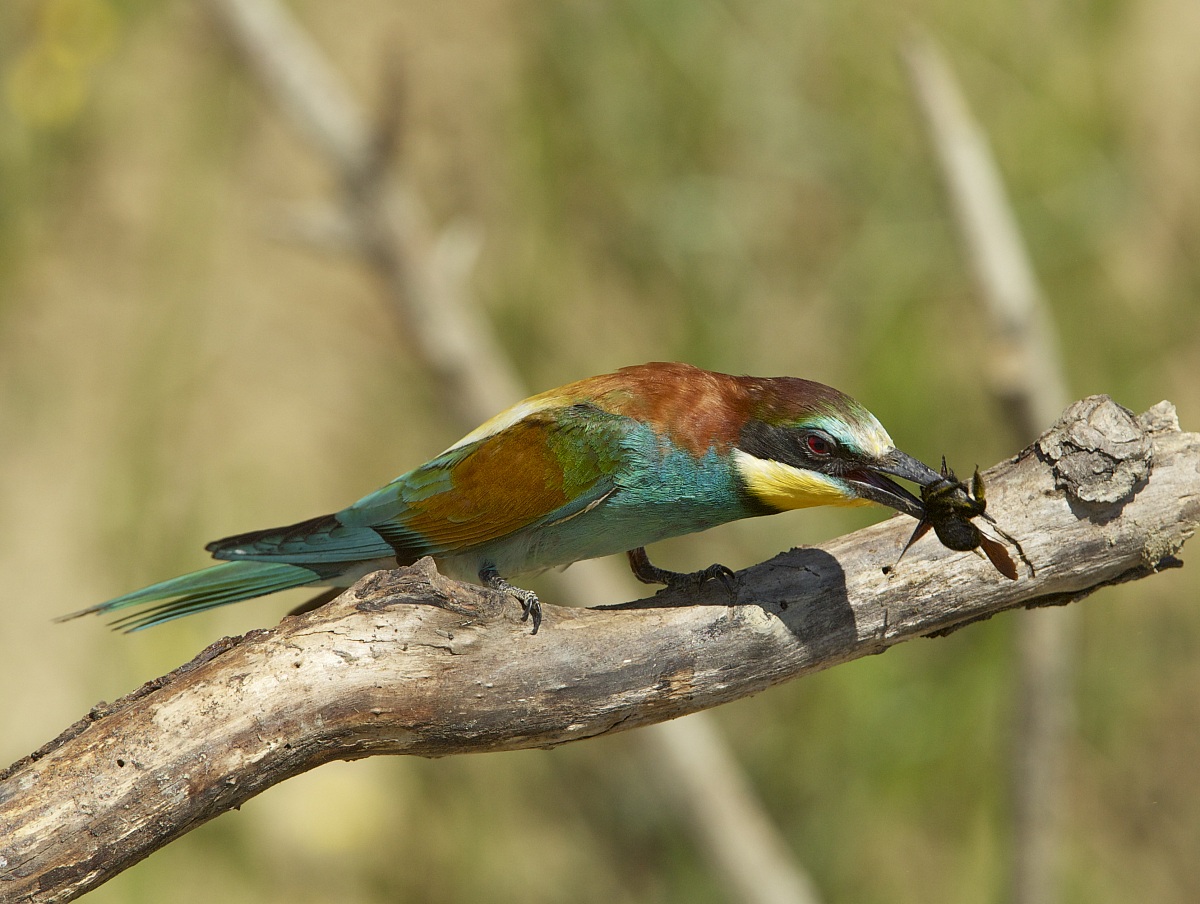and bumble bee-eater