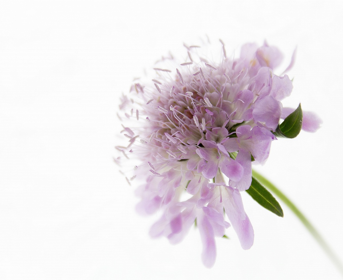 Knautia Arvensis