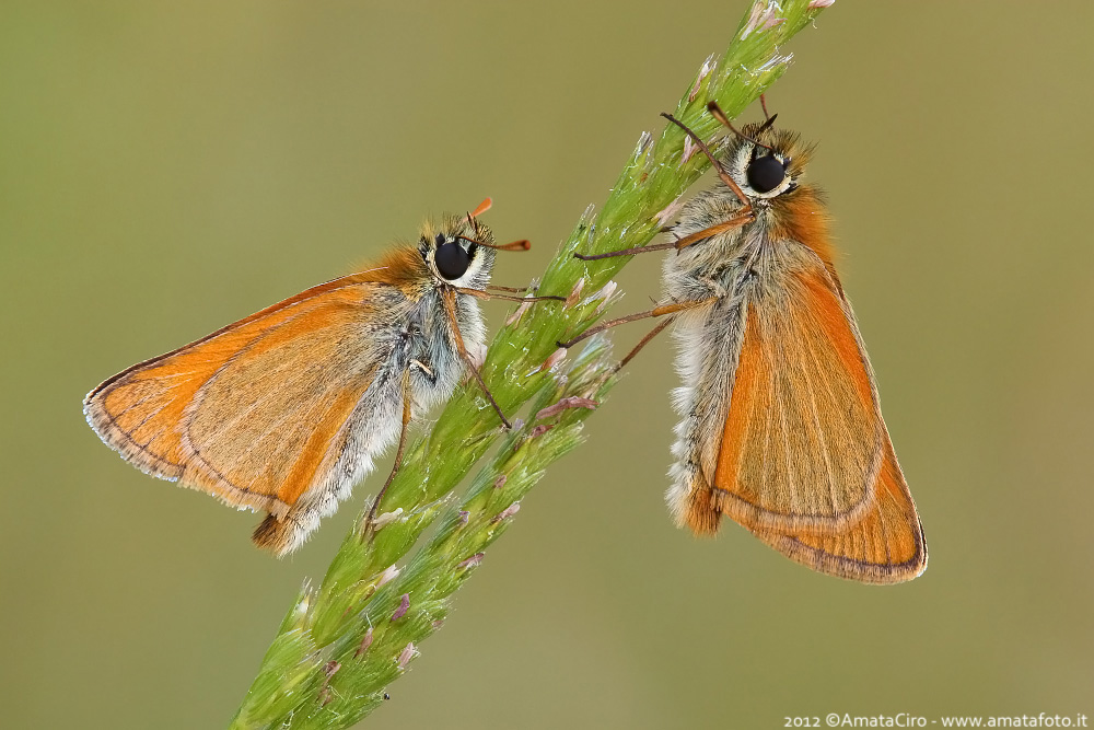 Thymelicus sylvestris (Poda, 1761) - Hesper Hesperiidae