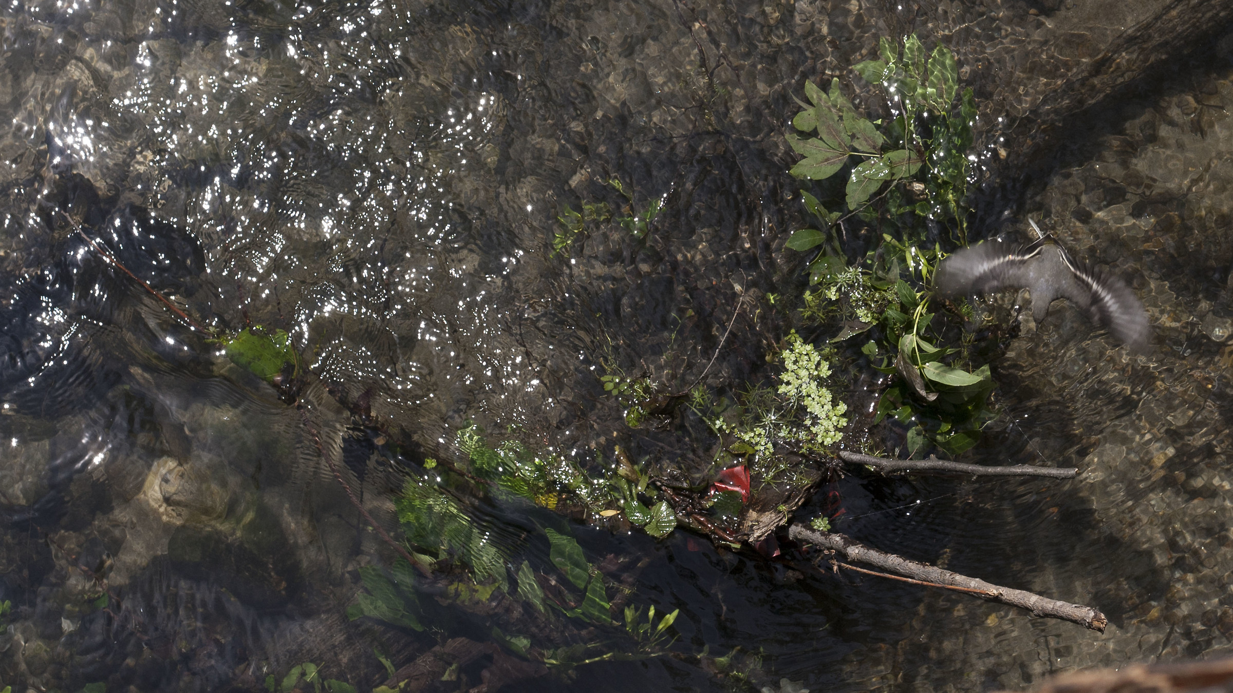 Eccolo lì! al parco del Ticino