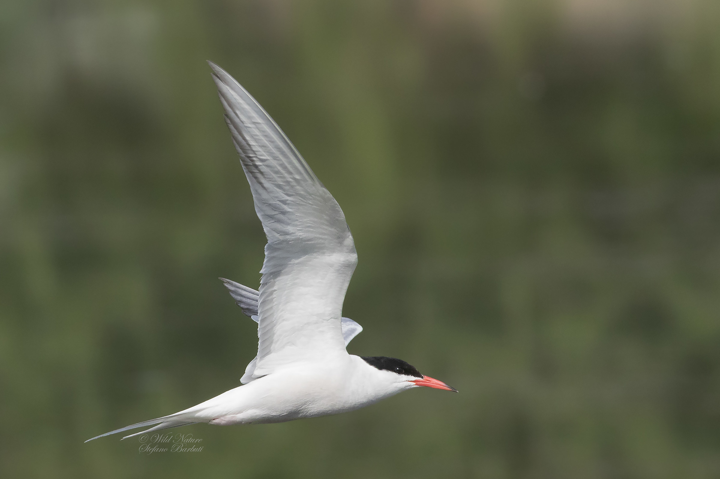Tern in low-flying