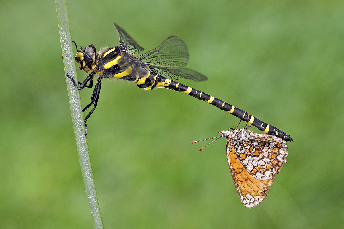 The dragonfly and the butterfly