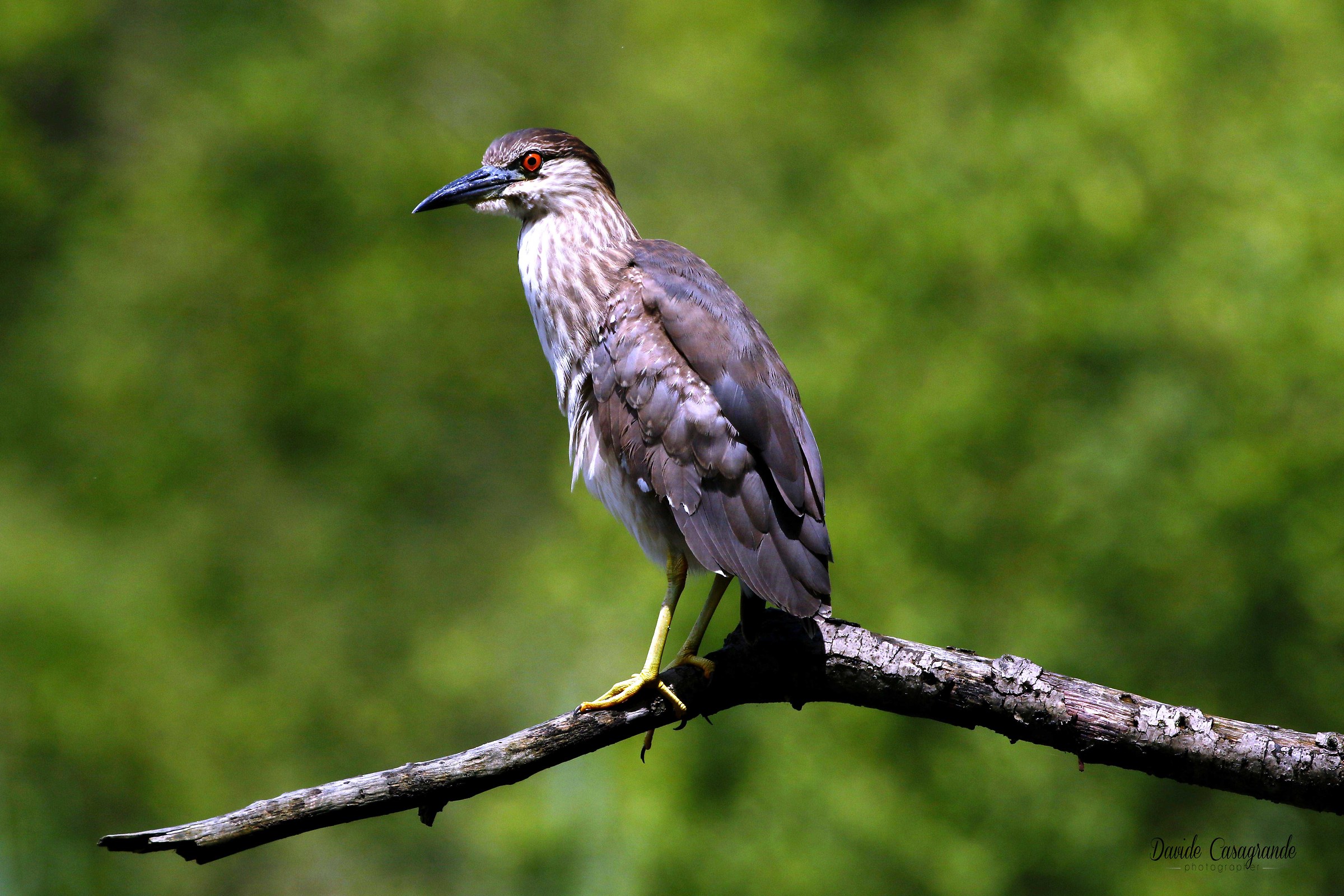 Juvenile night heron (nycticorax nycticorax)