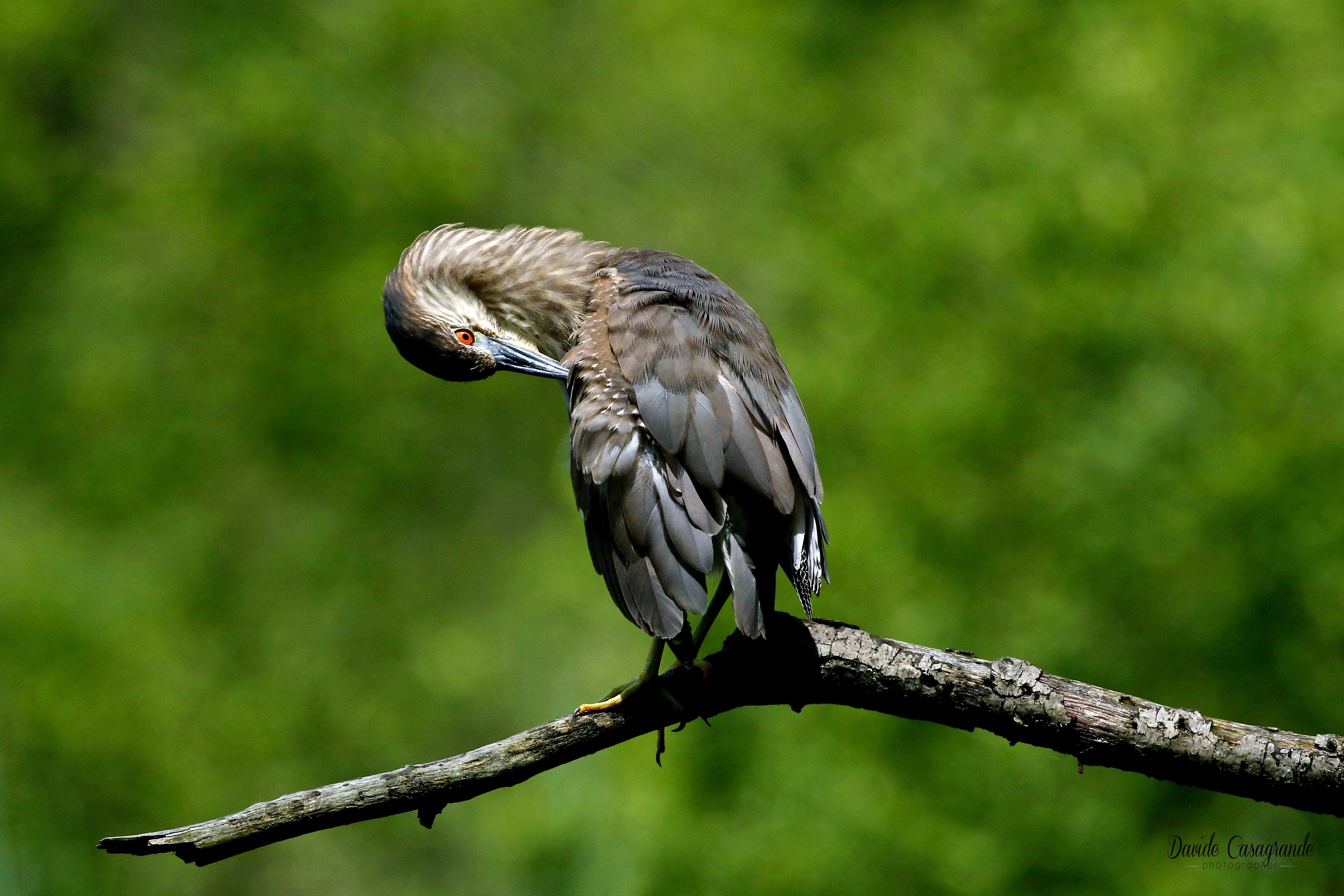 Nitticora juvenile ( nycticorax nycticorax )
