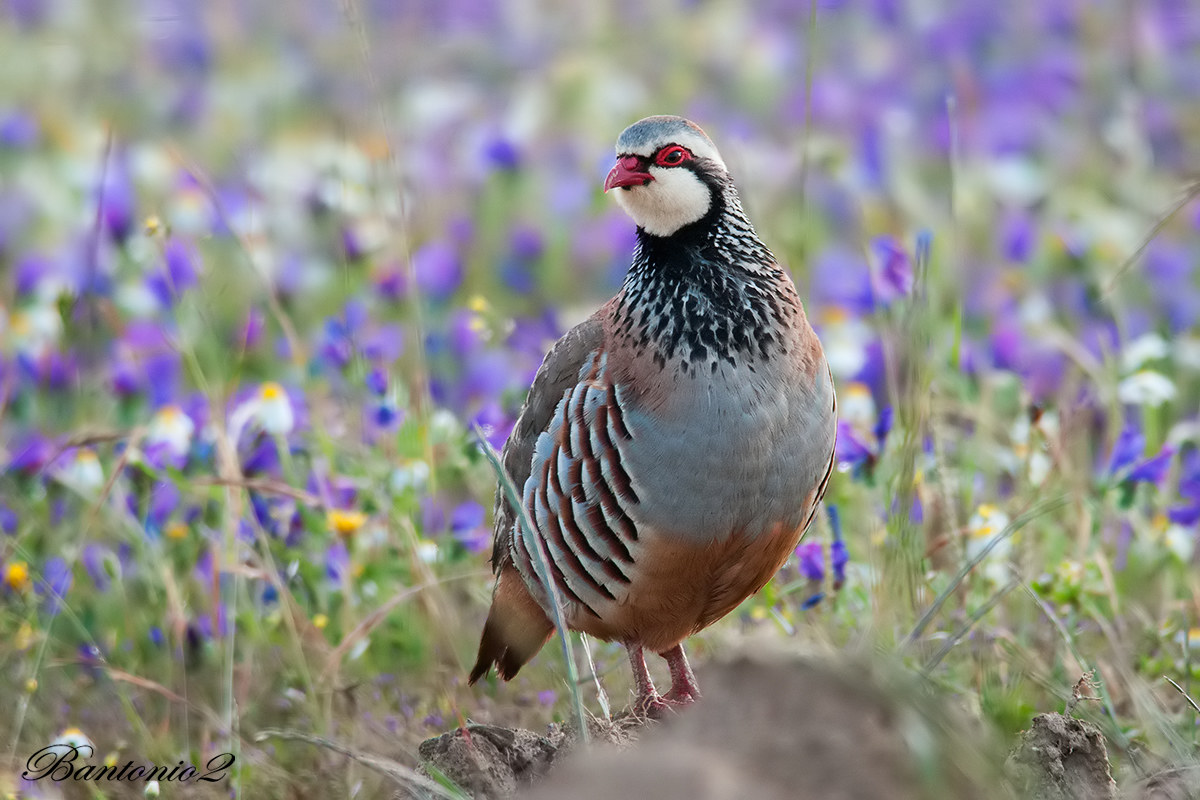 Pernice rossa (Alectoris rufa).