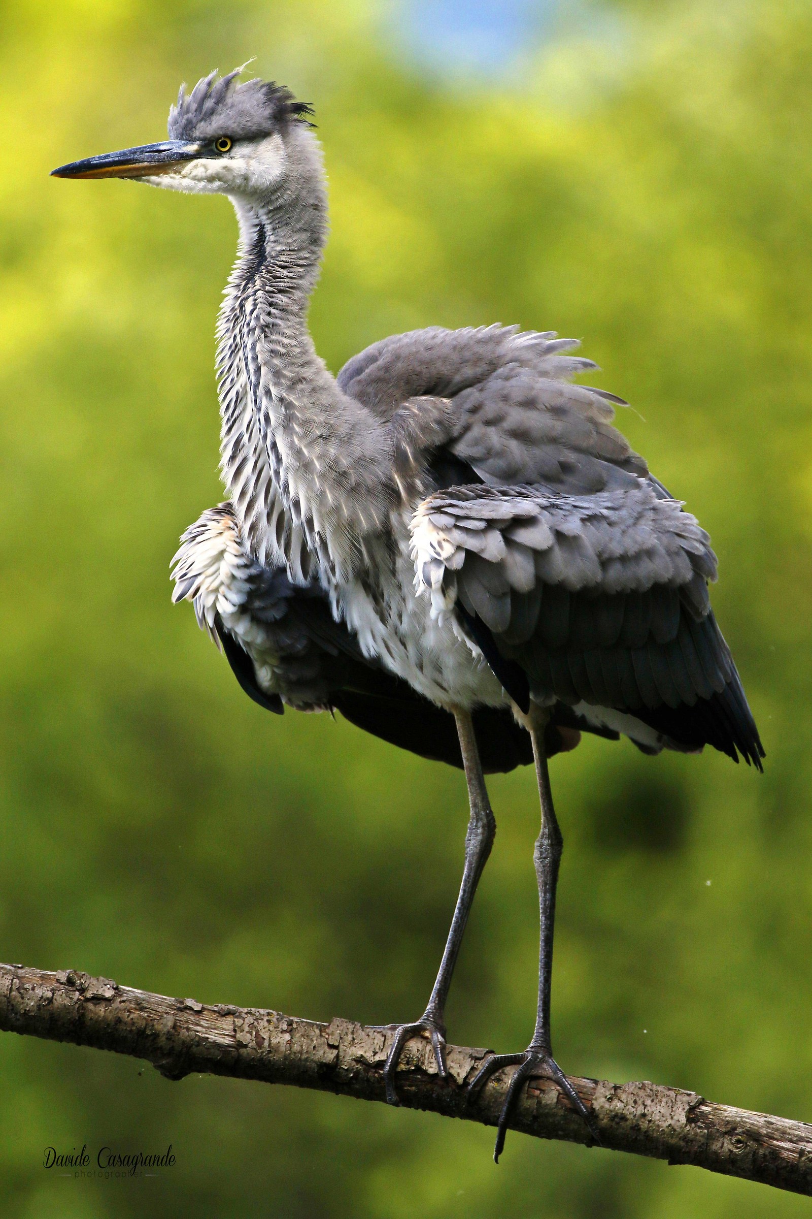 Grey Heron (Ardea cinerea) juvenile