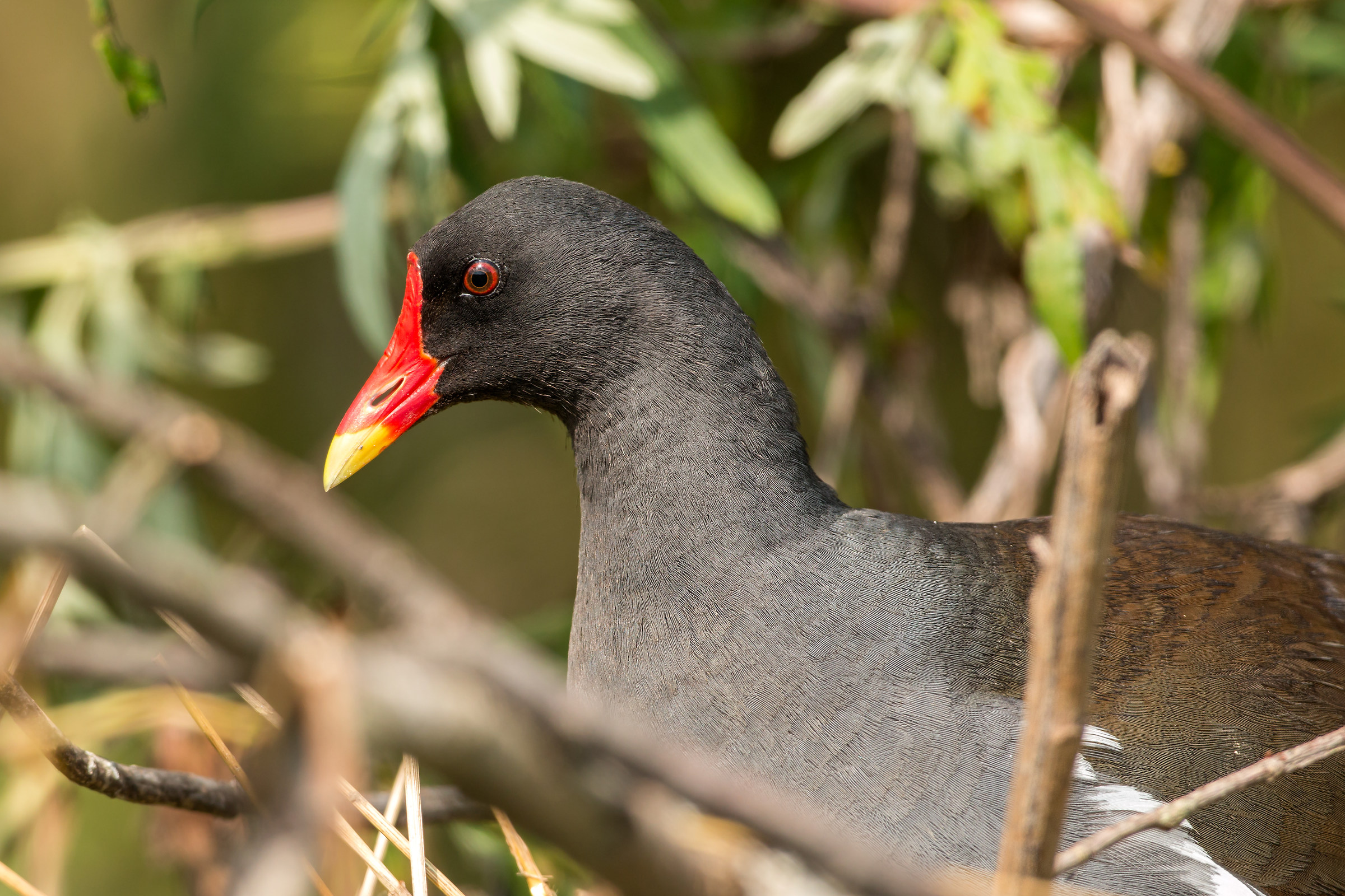 ritratto della gallinella d'acqua